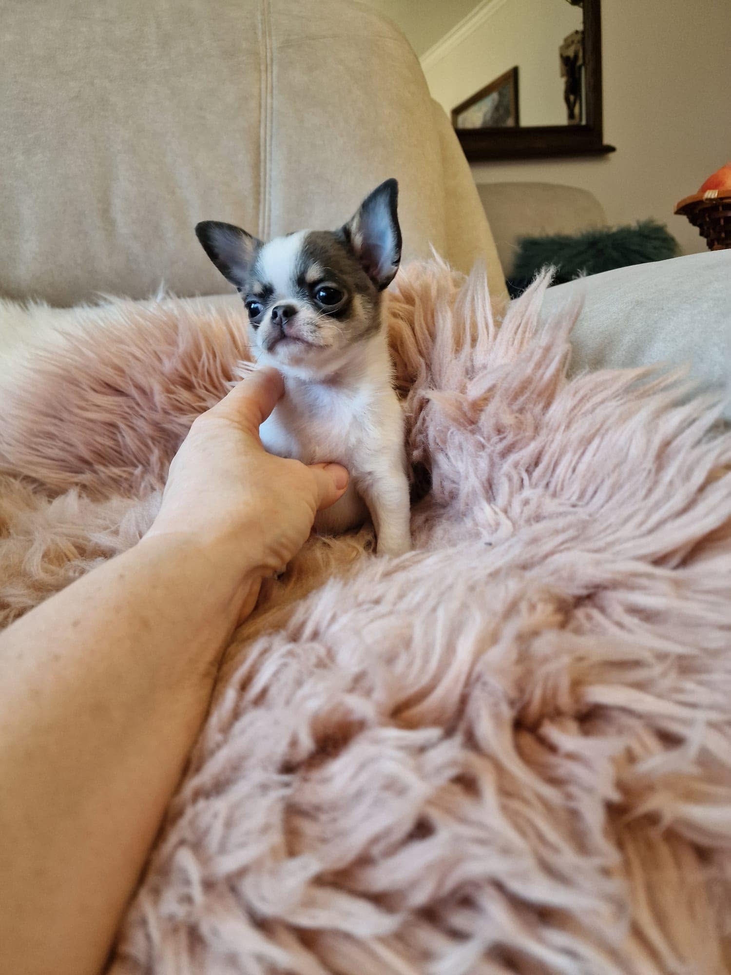 Chihuahua na rękach opiekuna