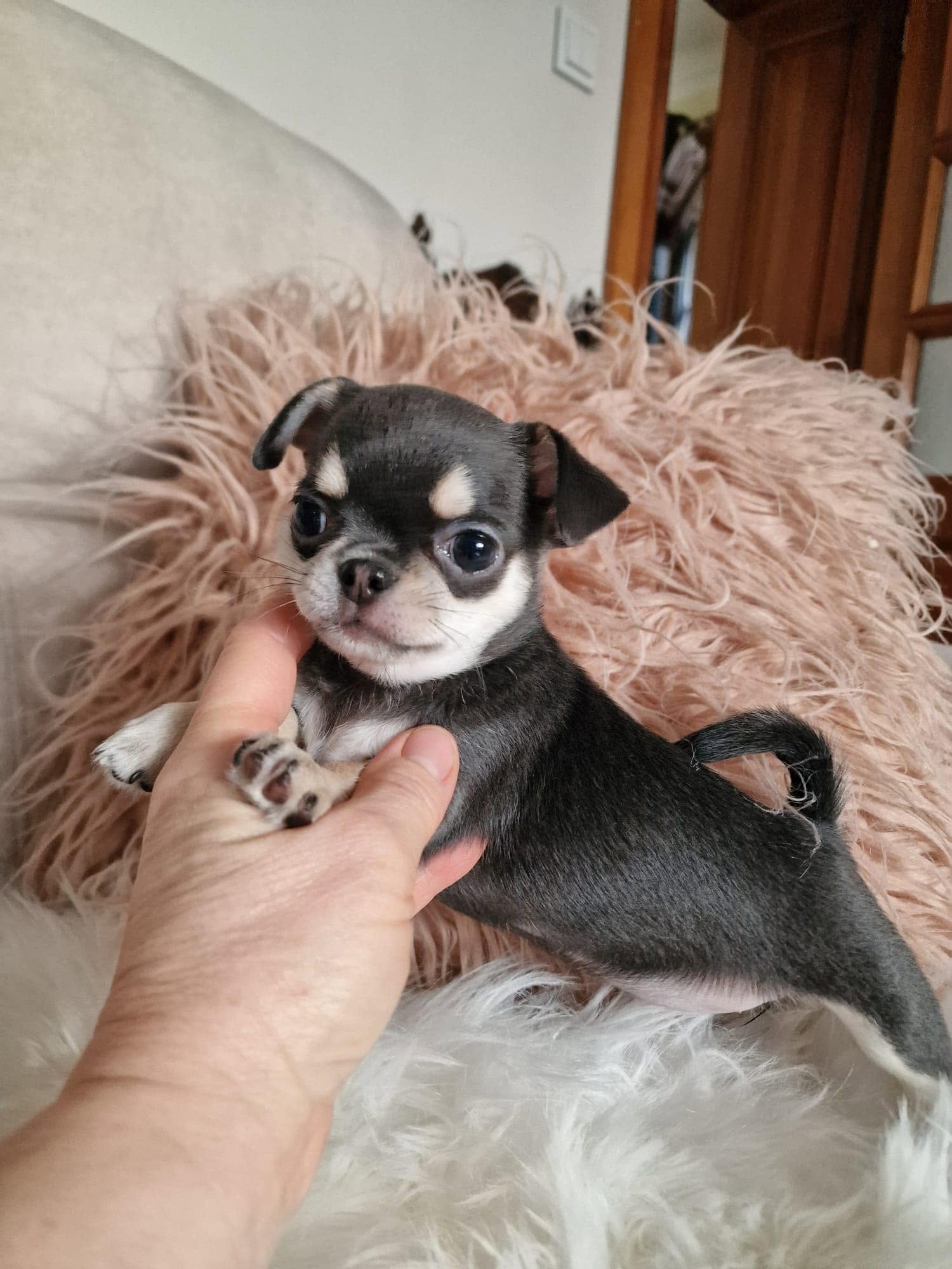 Chihuahua na rękach opiekuna