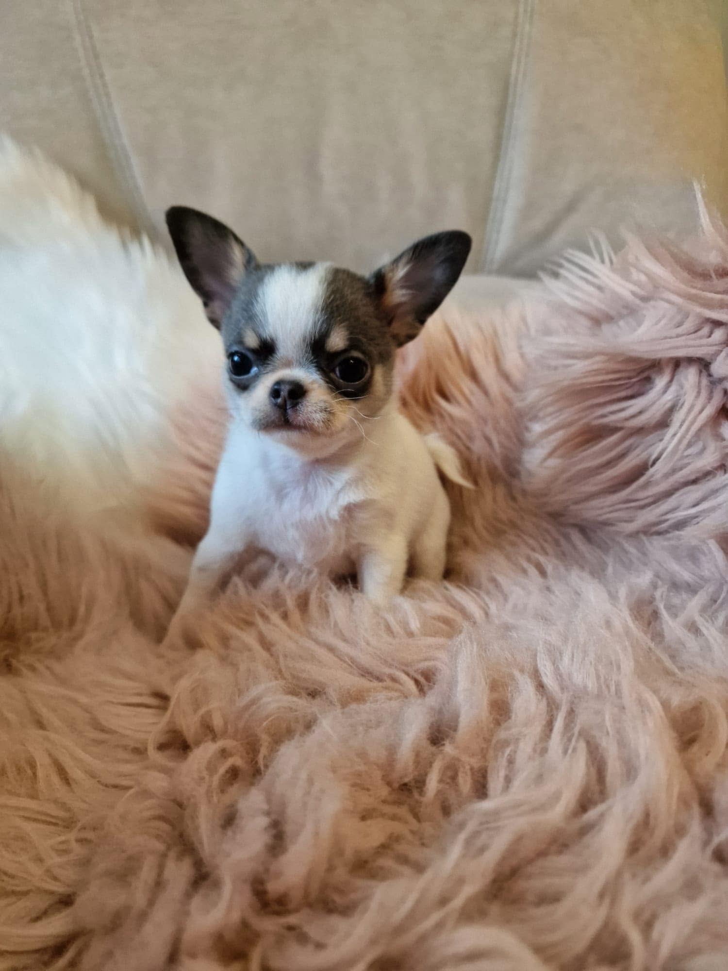 Chihuahua z rodzinnej hodowli Bajeczne Urwisy