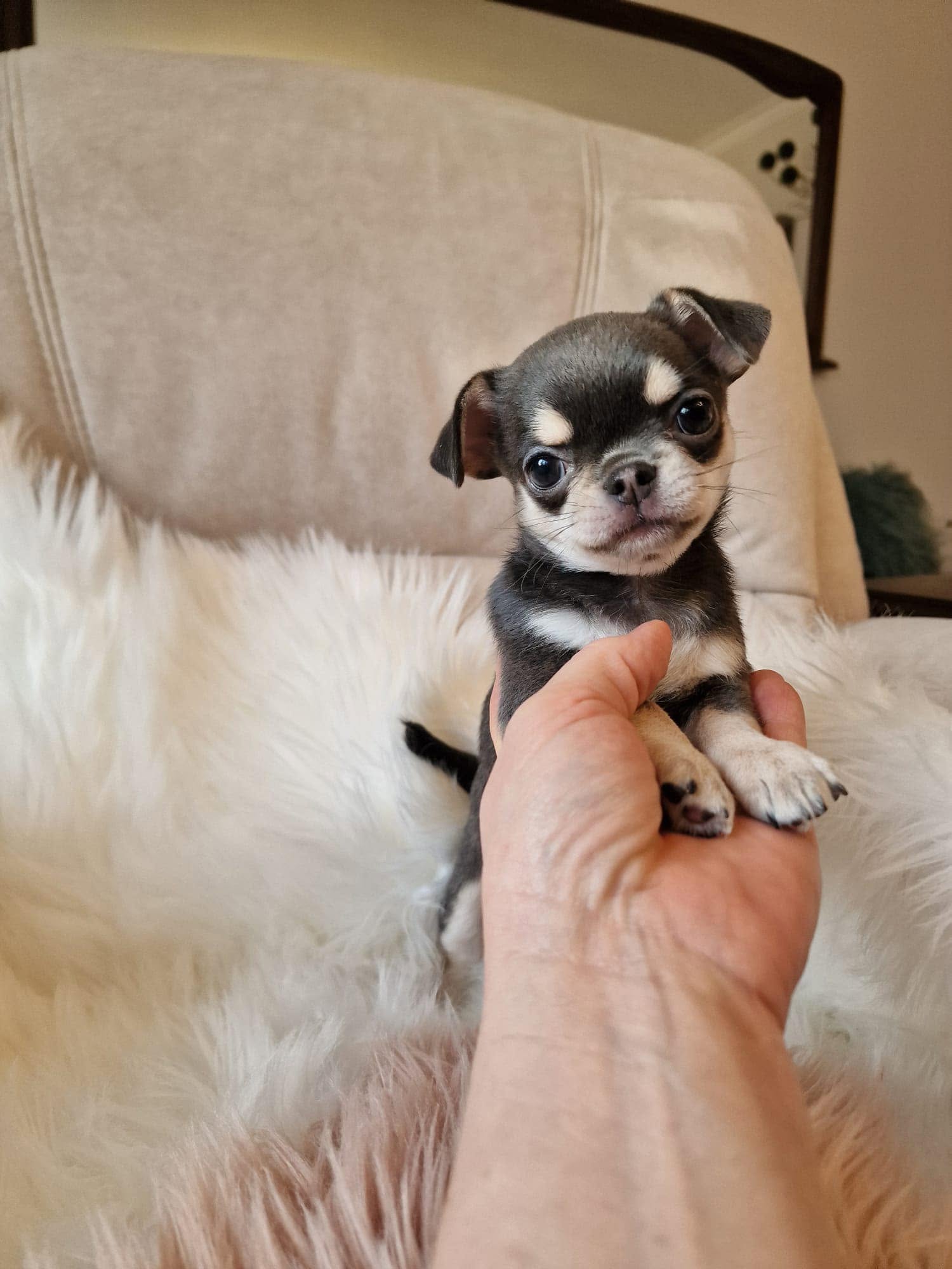 Chihuahua na rękach opiekuna