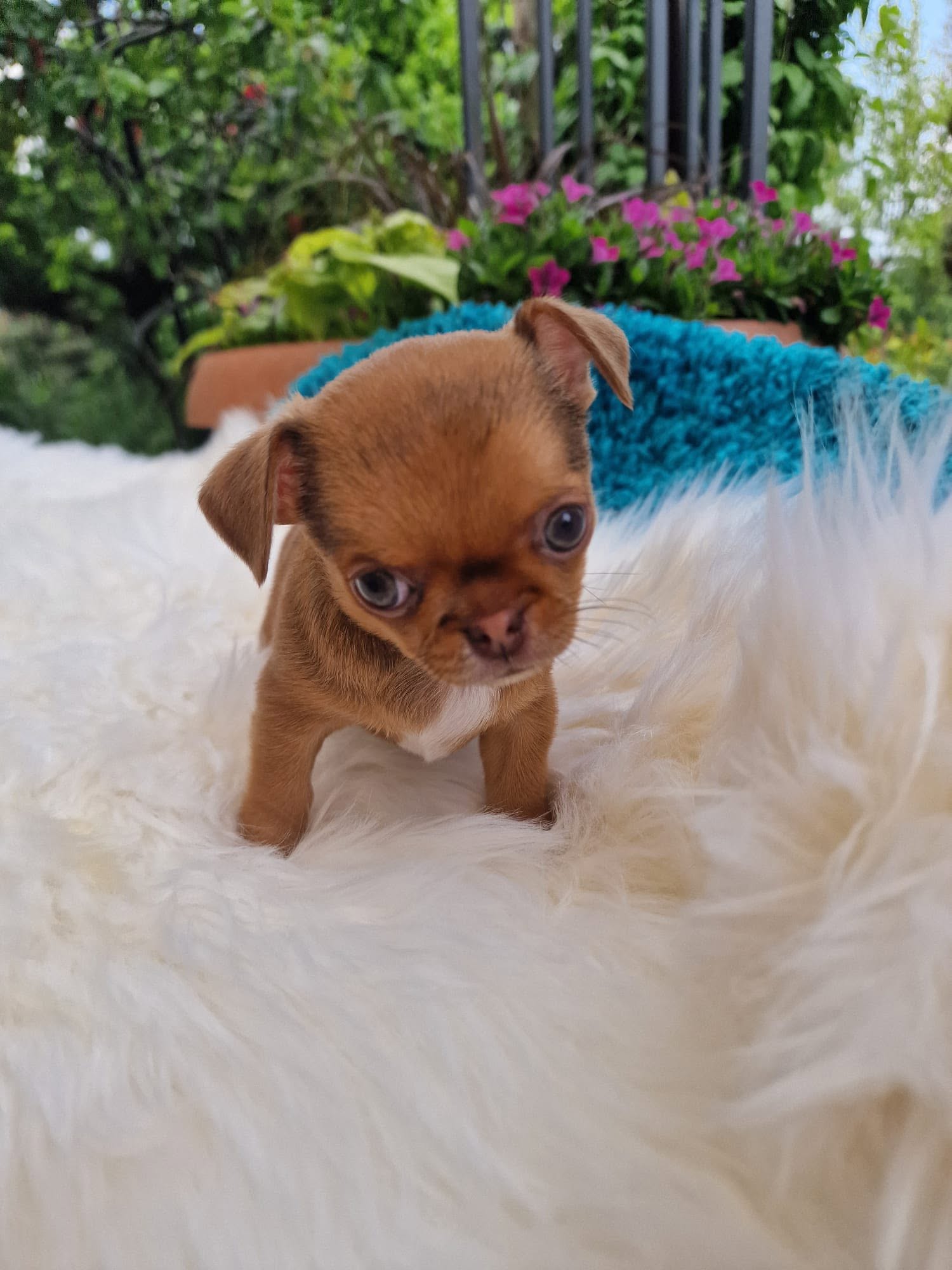 Chihuahua z rodzinnej hodowli Bajeczne Urwisy