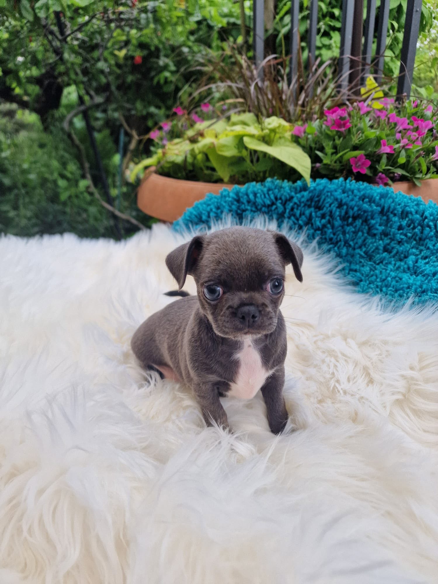 Chihuahua z rodzinnej hodowli Bajeczne Urwisy