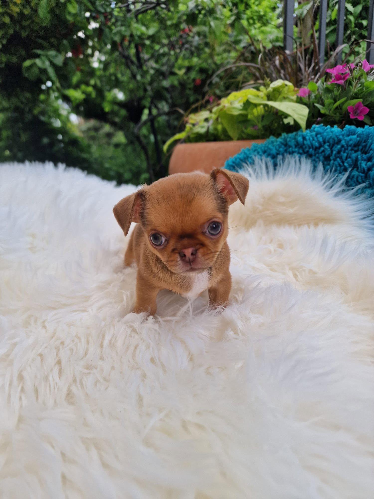 Chihuahua z rodzinnej hodowli Bajeczne Urwisy