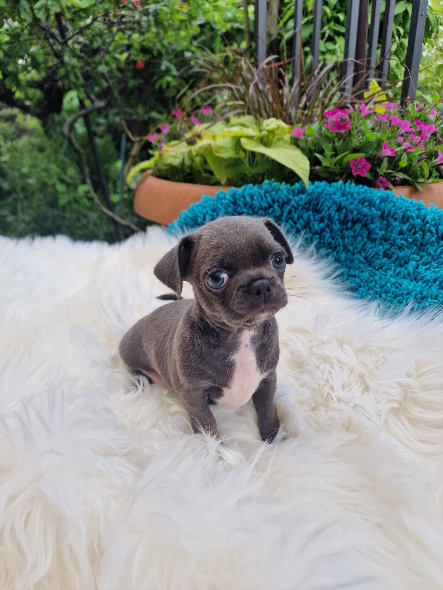 Chihuahua z rodzinnej hodowli Bajeczne Urwisy
