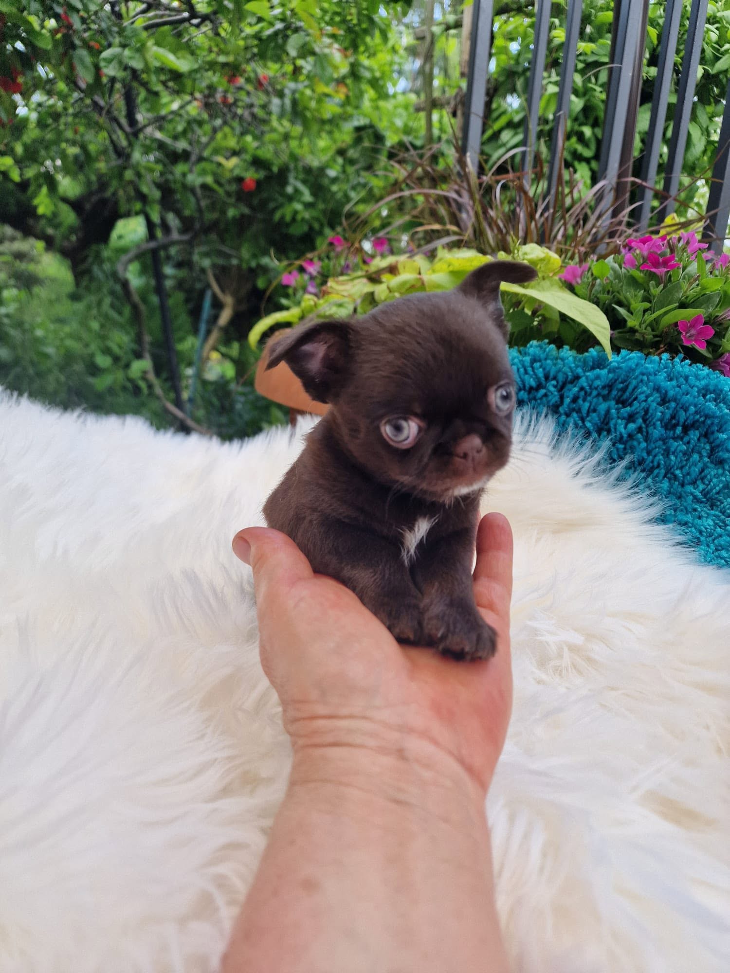 Chihuahua na rękach opiekuna