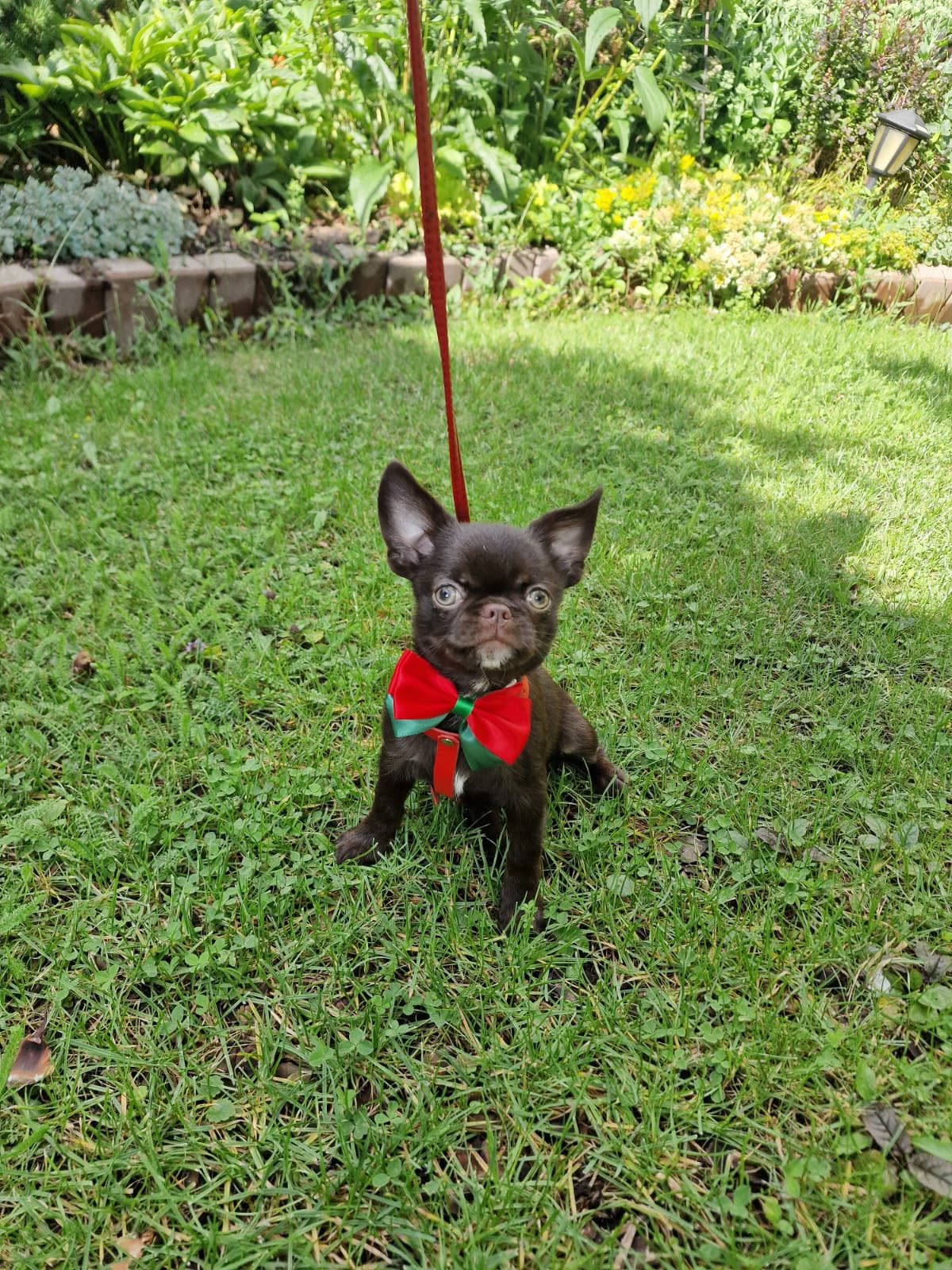 Chihuahua z rodzinnej hodowli Bajeczne Urwisy