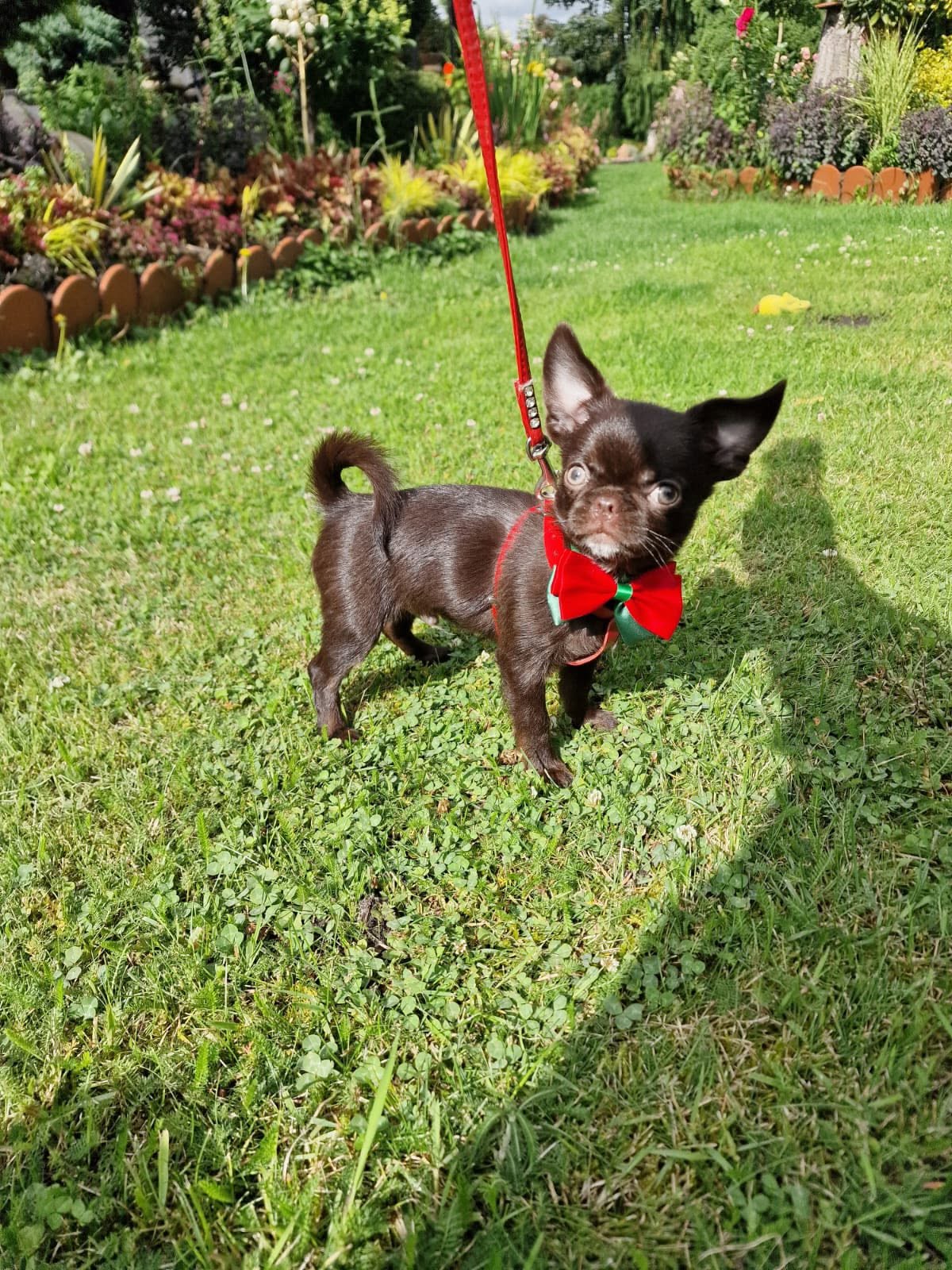 Chihuahua z rodzinnej hodowli Bajeczne Urwisy
