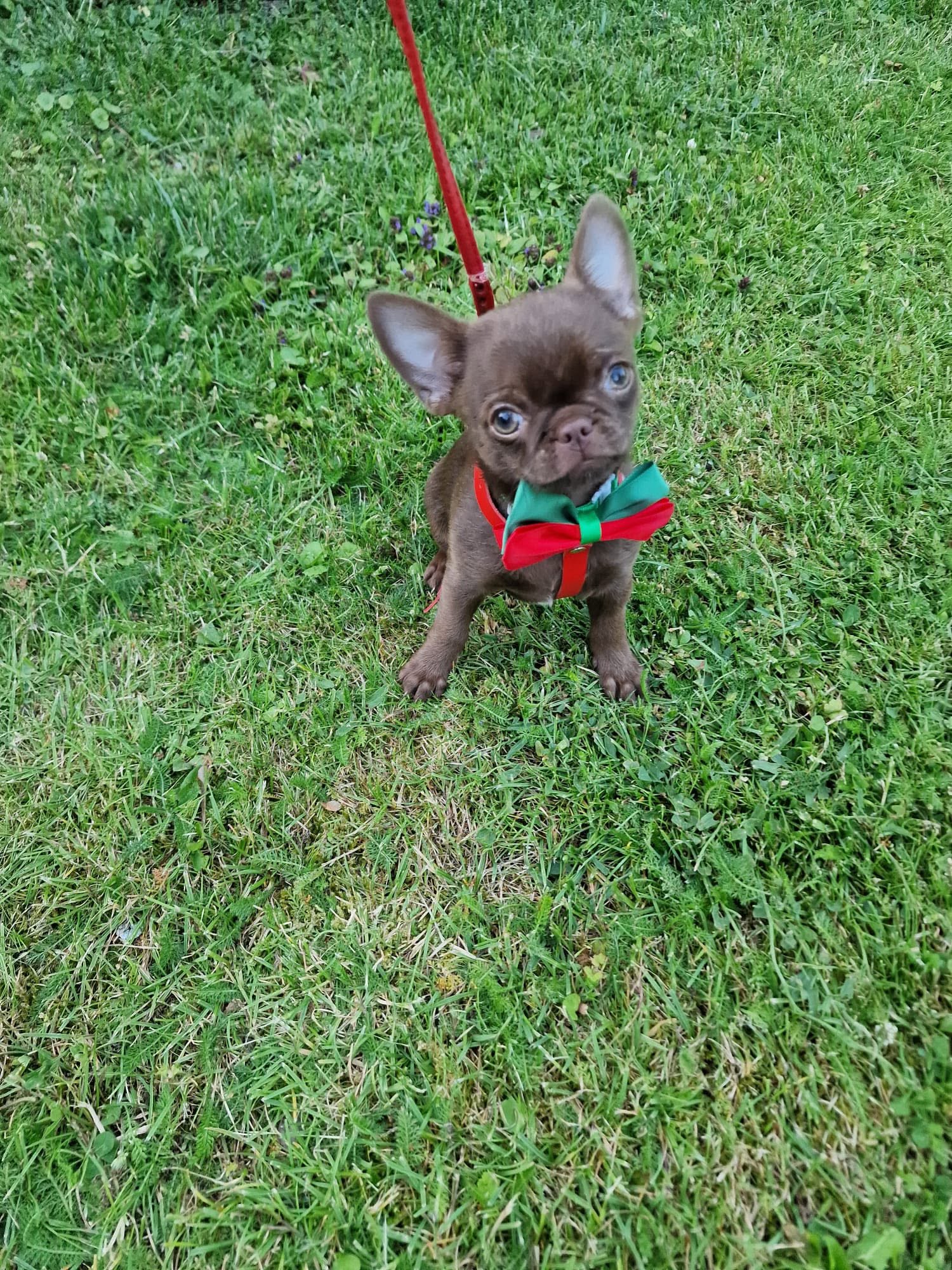 Chihuahua z rodzinnej hodowli Bajeczne Urwisy