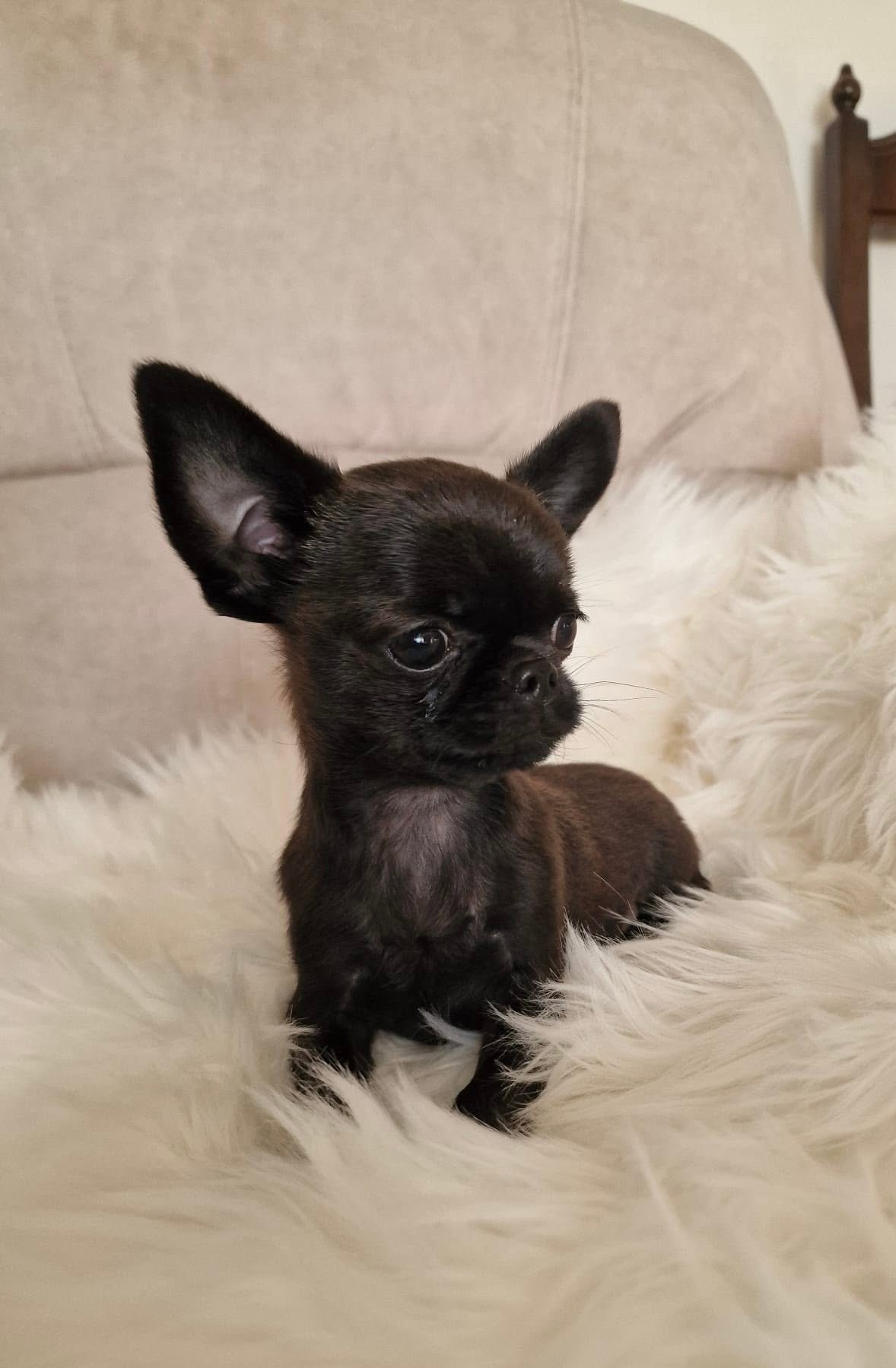 Chihuahua z rodzinnej hodowli Bajeczne Urwisy