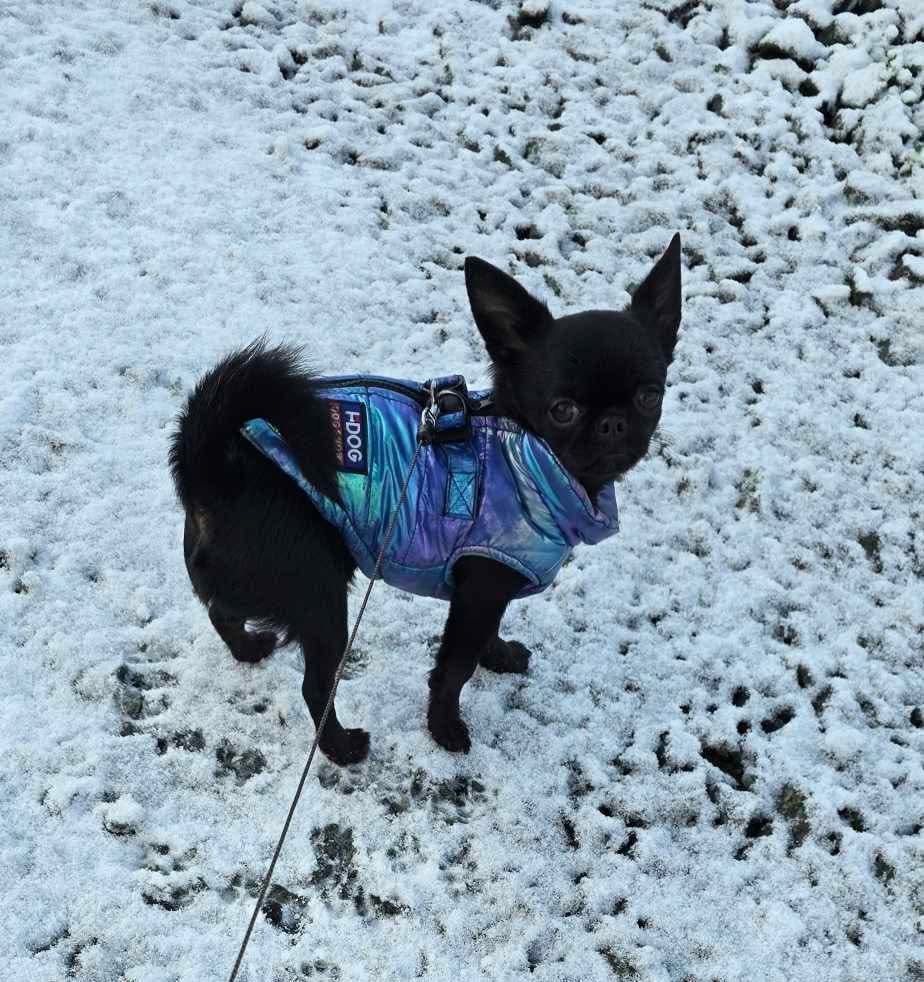 Chihuahua z rodzinnej hodowli Bajeczne Urwisy