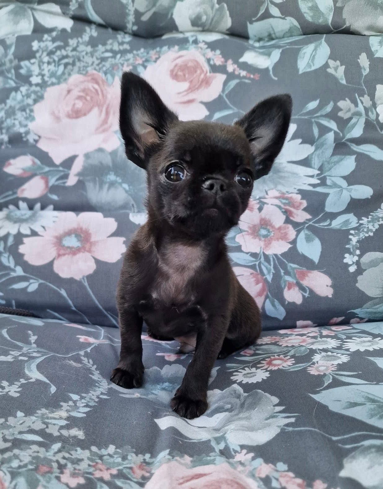Chihuahua z rodzinnej hodowli Bajeczne Urwisy