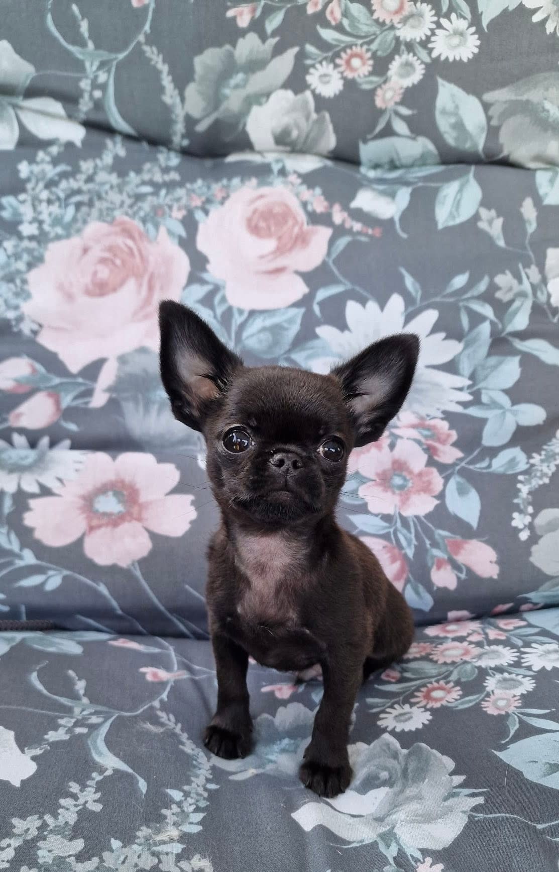 Chihuahua z rodzinnej hodowli Bajeczne Urwisy