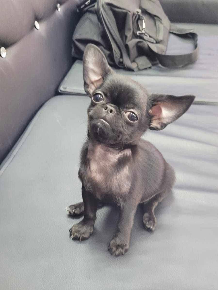 Chihuahua z rodzinnej hodowli Bajeczne Urwisy