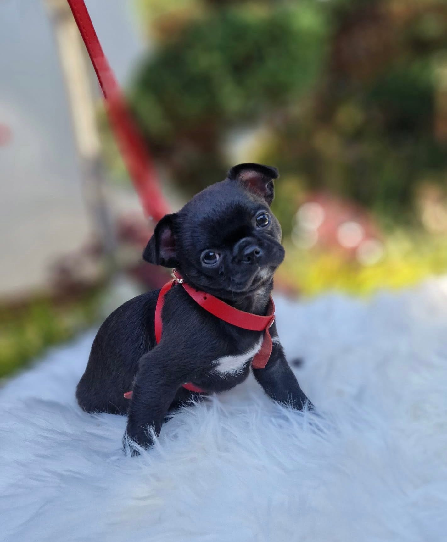 Chihuahua z rodzinnej hodowli Bajeczne Urwisy