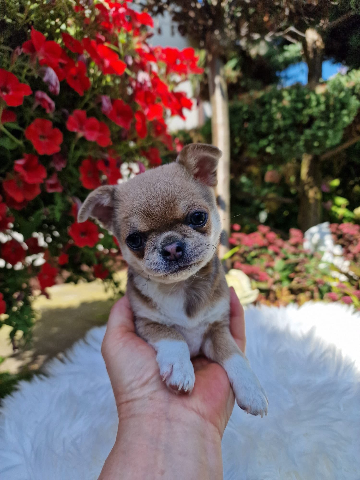 Chihuahua na rękach opiekuna