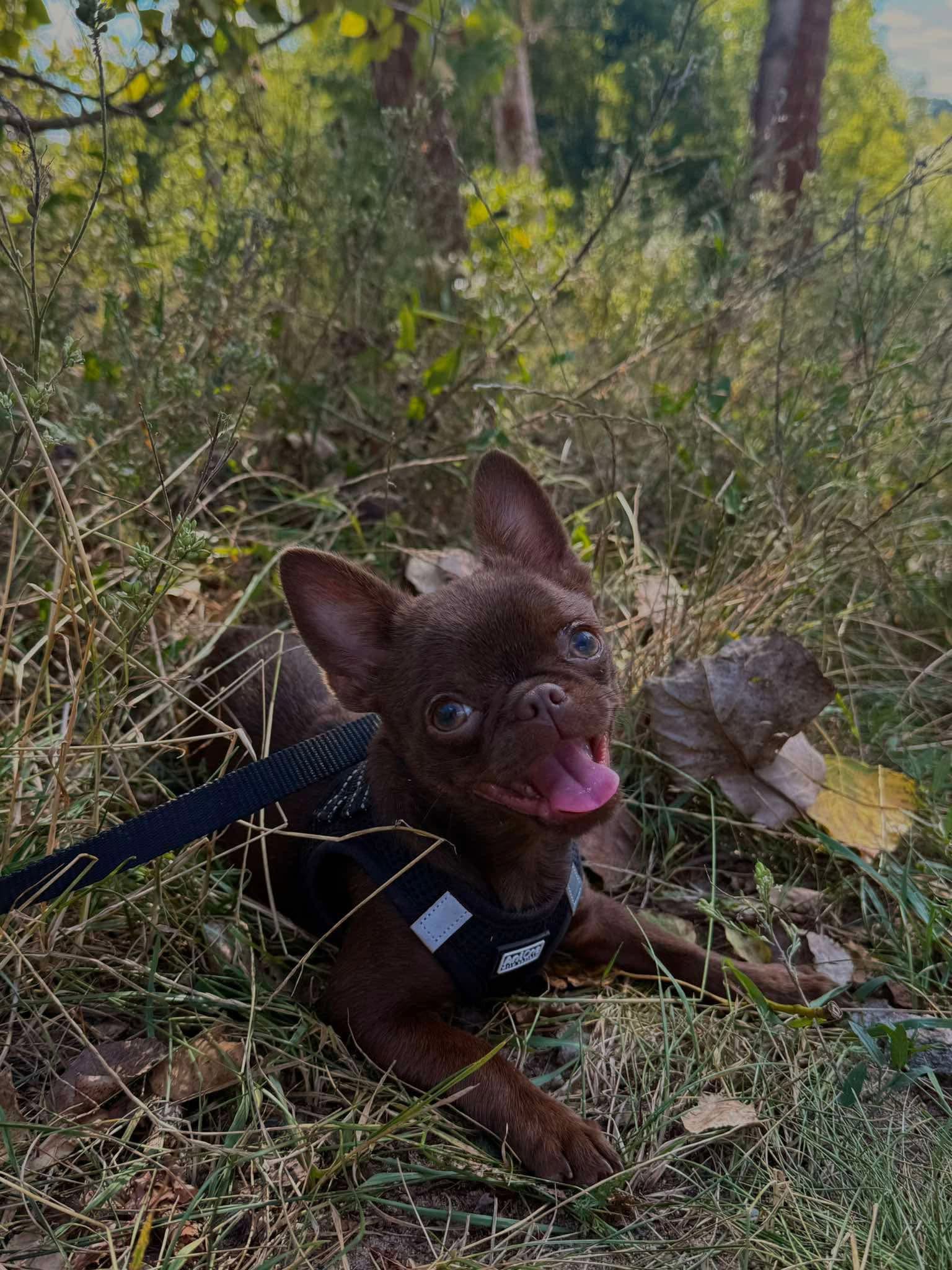 Chihuahua z rodzinnej hodowli Bajeczne Urwisy