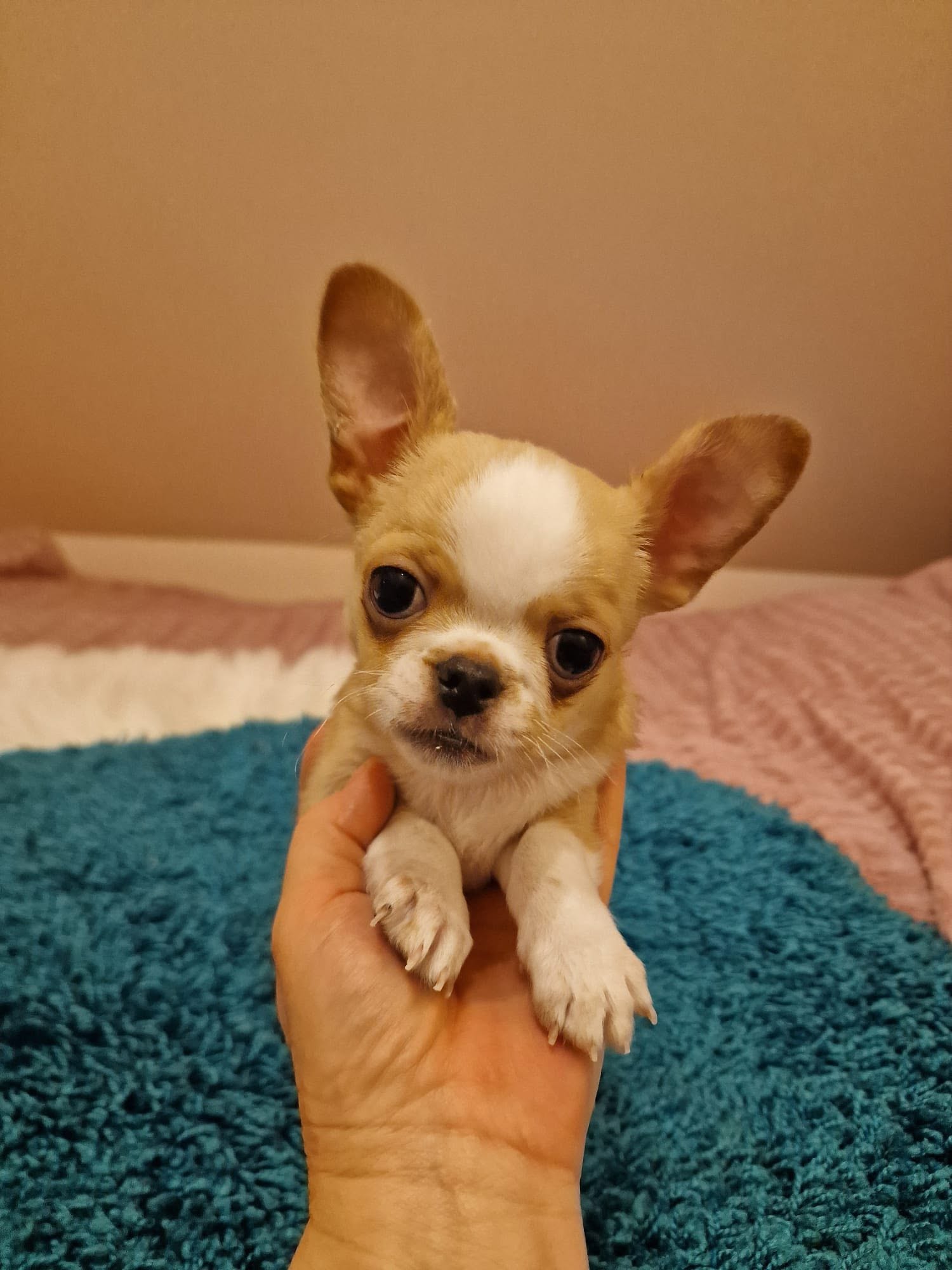 Chihuahua na rękach opiekuna