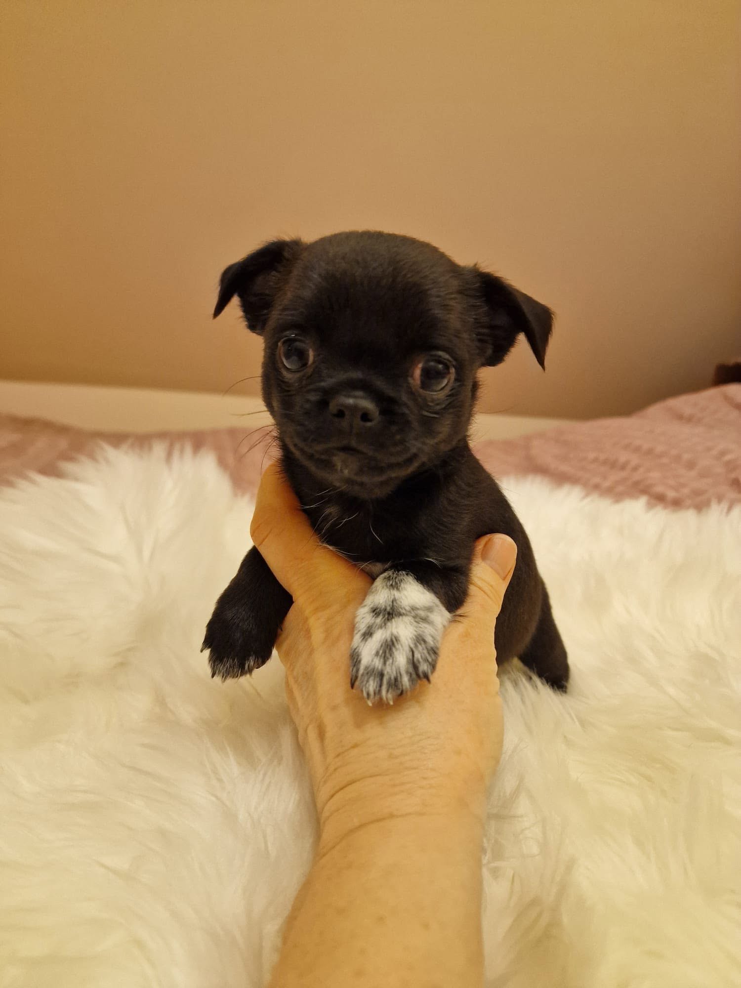 Chihuahua na rękach opiekuna