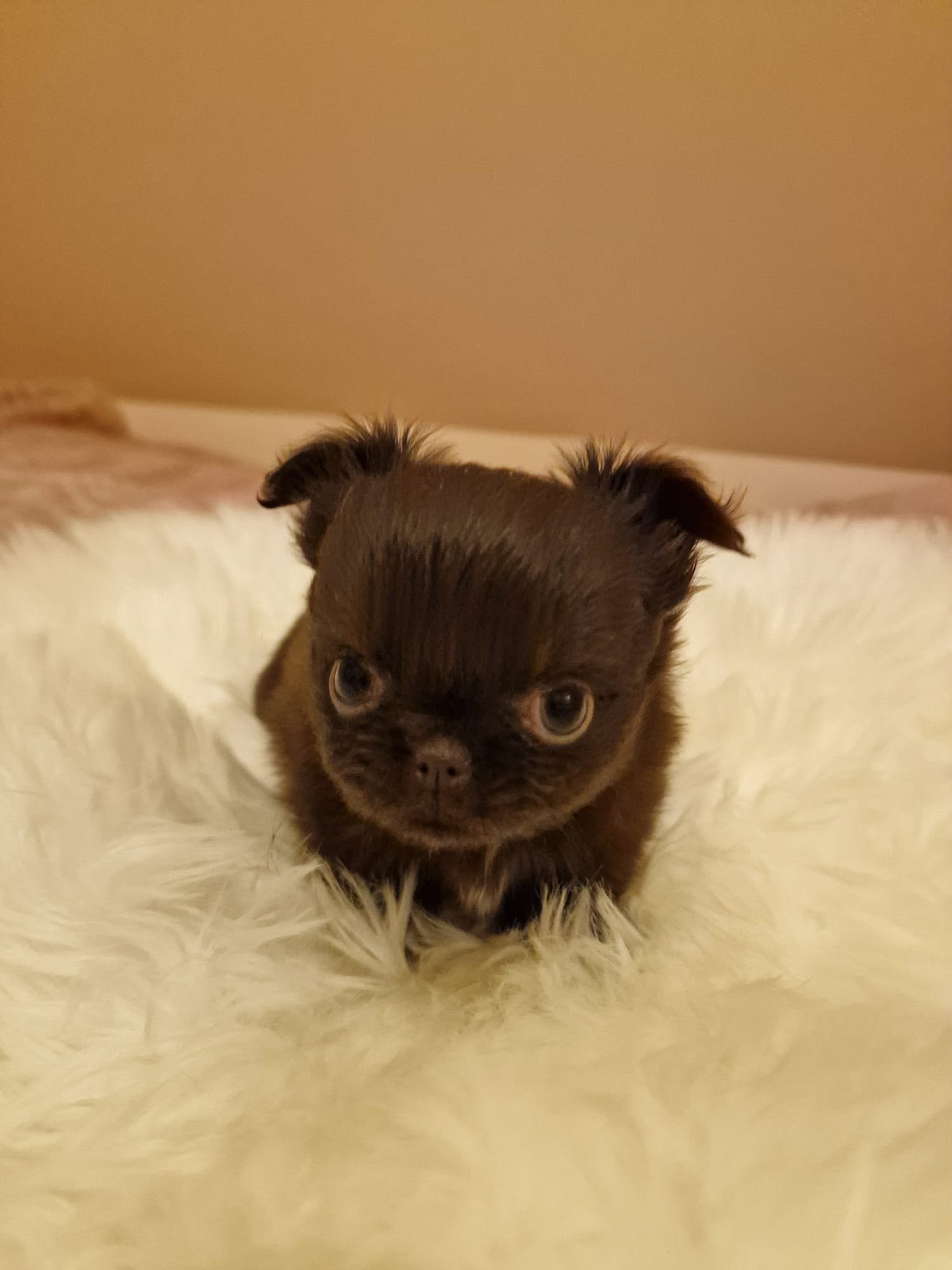 Chihuahua z rodzinnej hodowli Bajeczne Urwisy