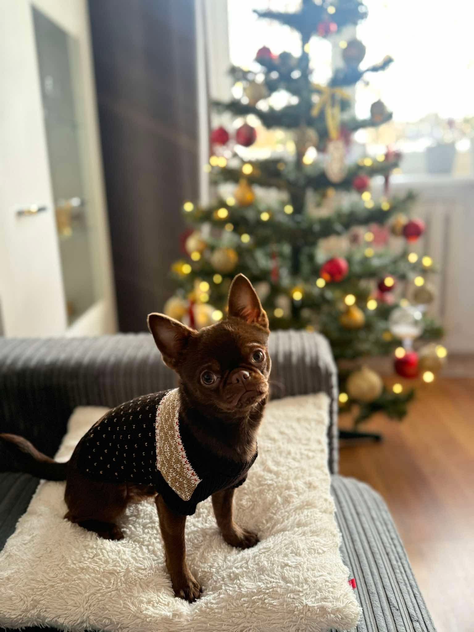 Chihuahua z rodzinnej hodowli Bajeczne Urwisy