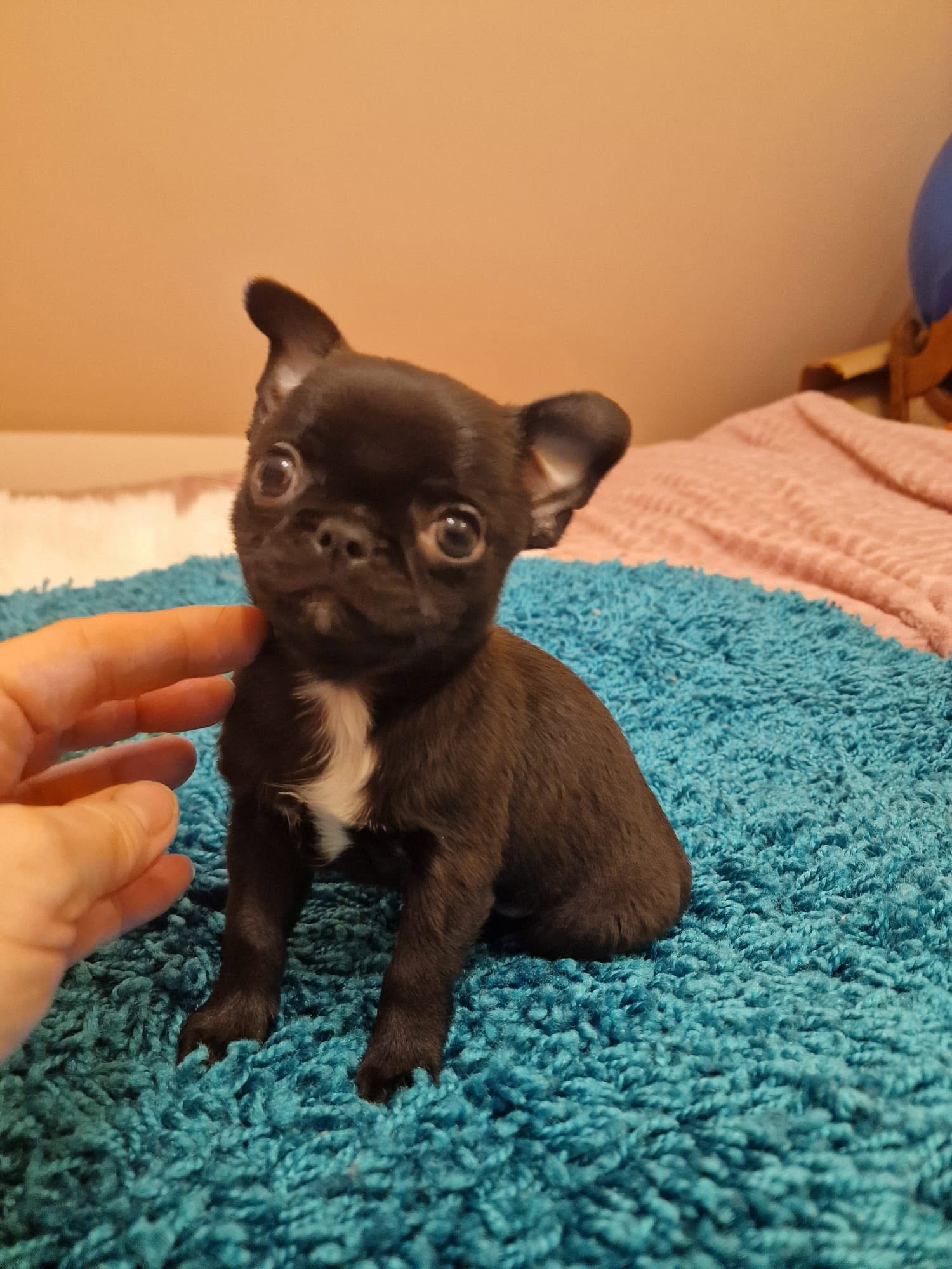 Chihuahua z rodzinnej hodowli Bajeczne Urwisy