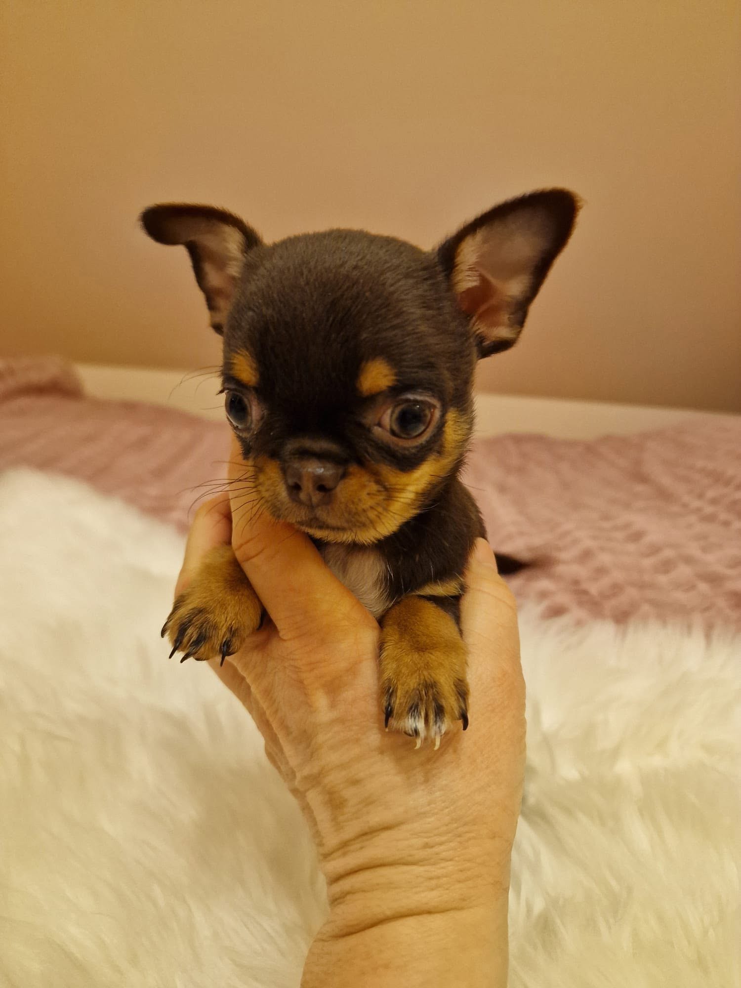 Chihuahua na rękach opiekuna