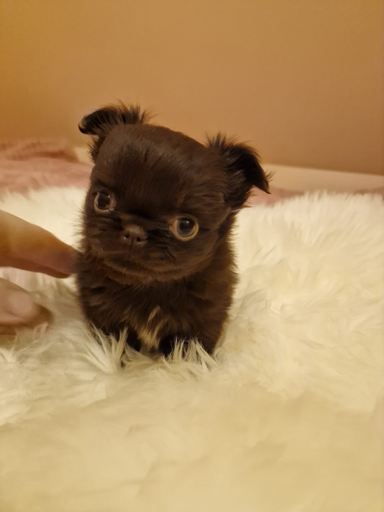 Chihuahua z rodzinnej hodowli Bajeczne Urwisy