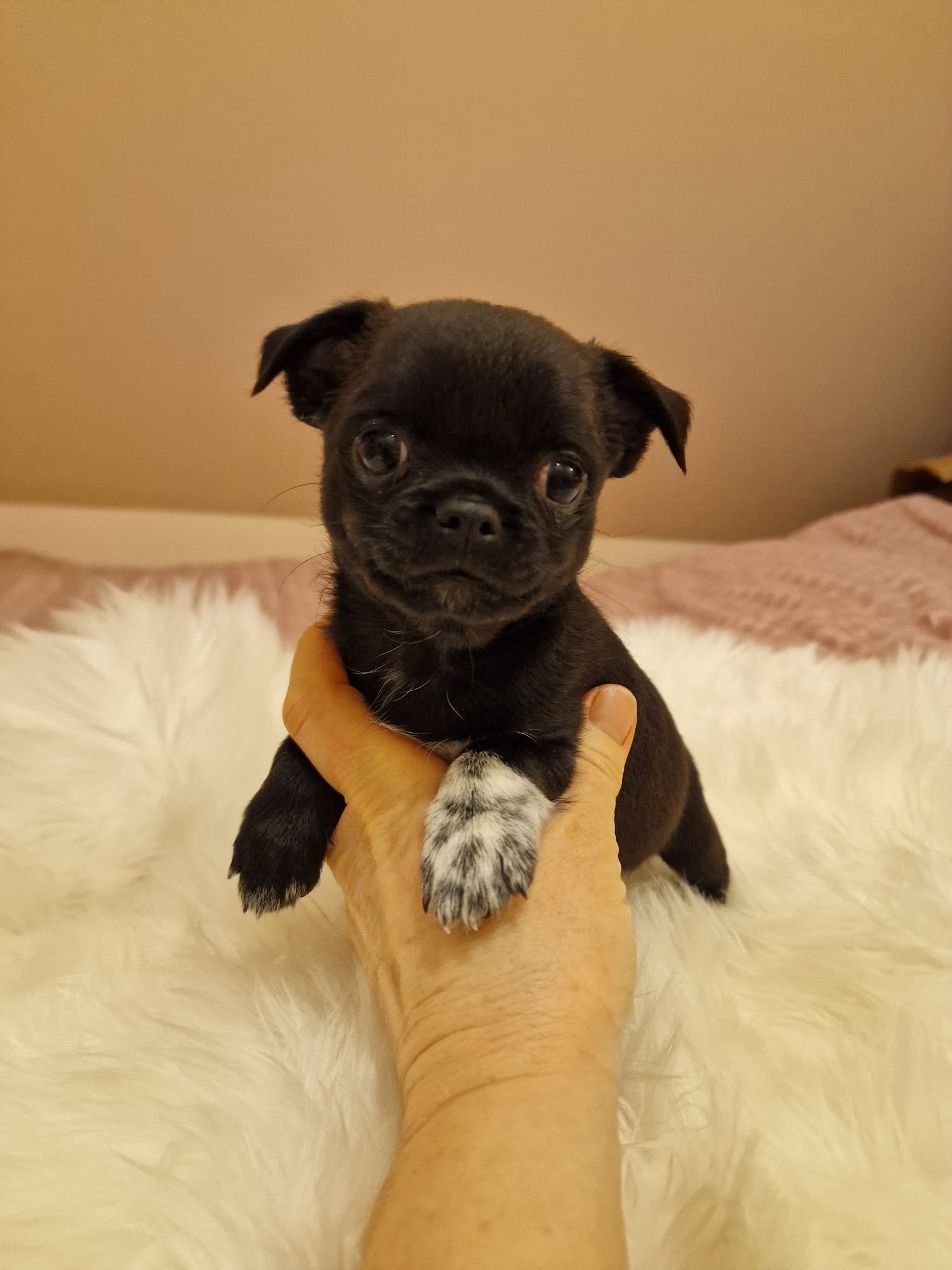 Chihuahua na rękach opiekuna