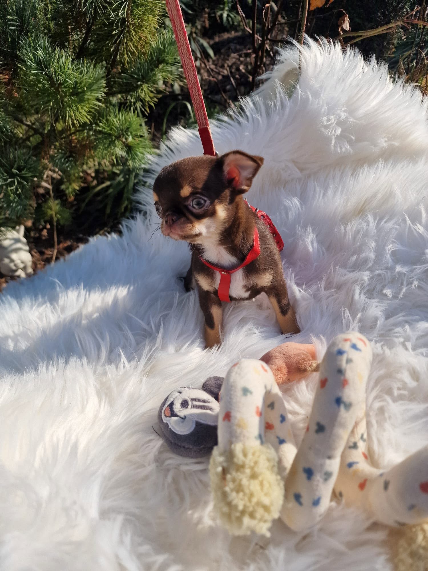 Chihuahua z rodzinnej hodowli Bajeczne Urwisy