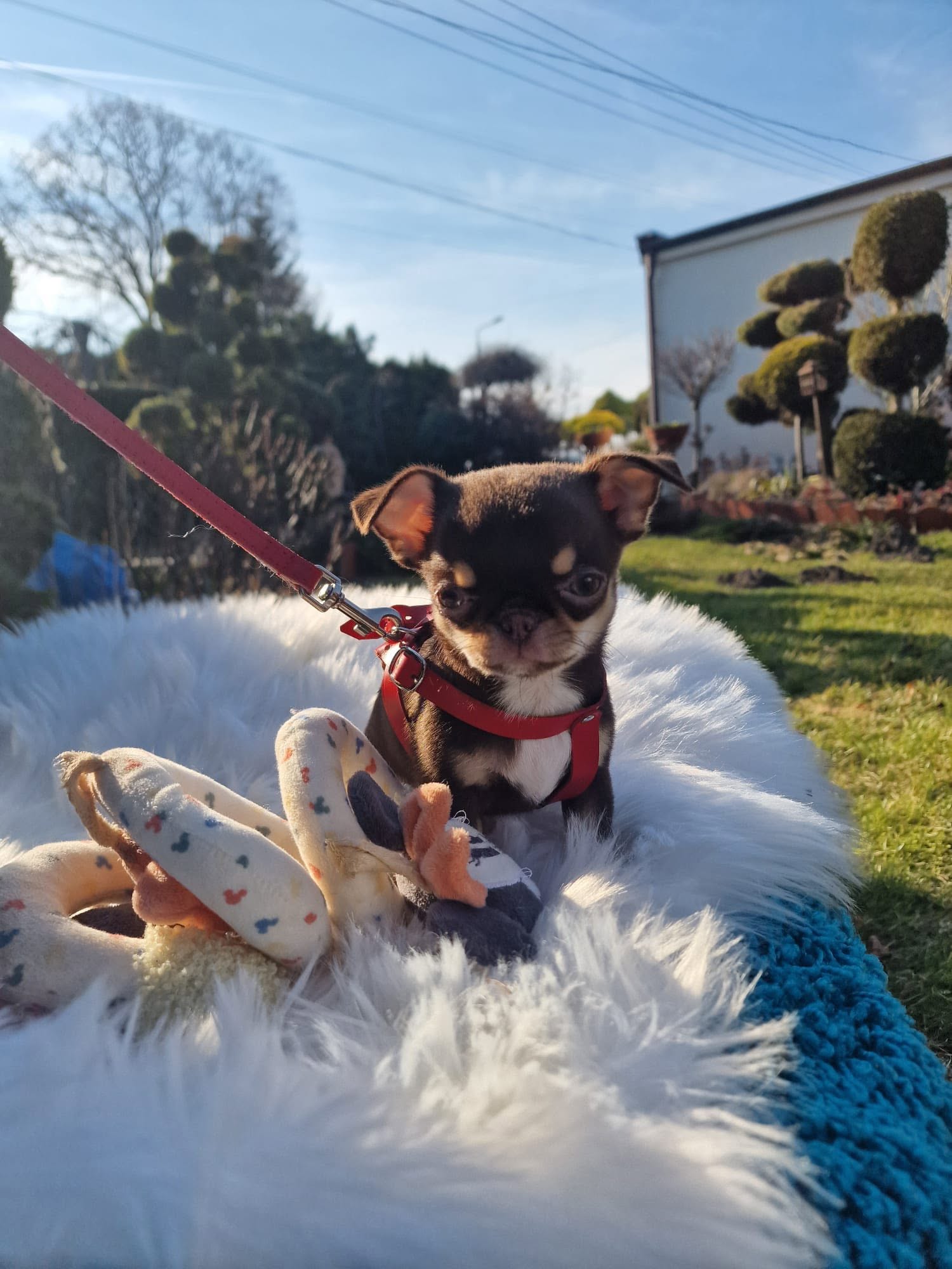 Chihuahua z rodzinnej hodowli Bajeczne Urwisy