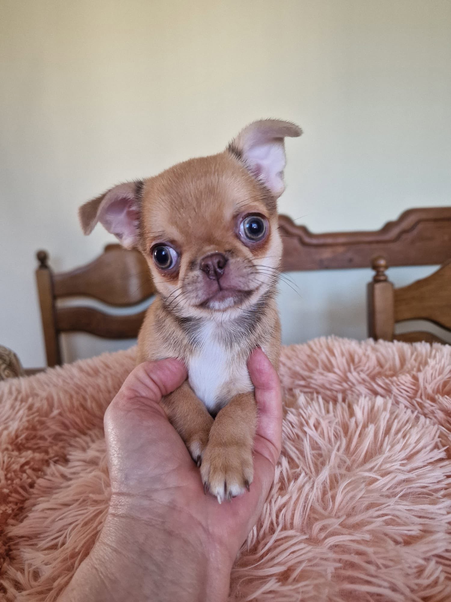 Chihuahua na rękach opiekuna