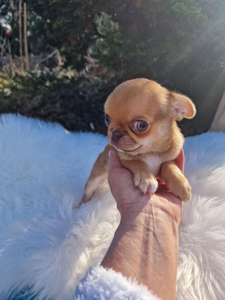 Chihuahua na rękach opiekuna