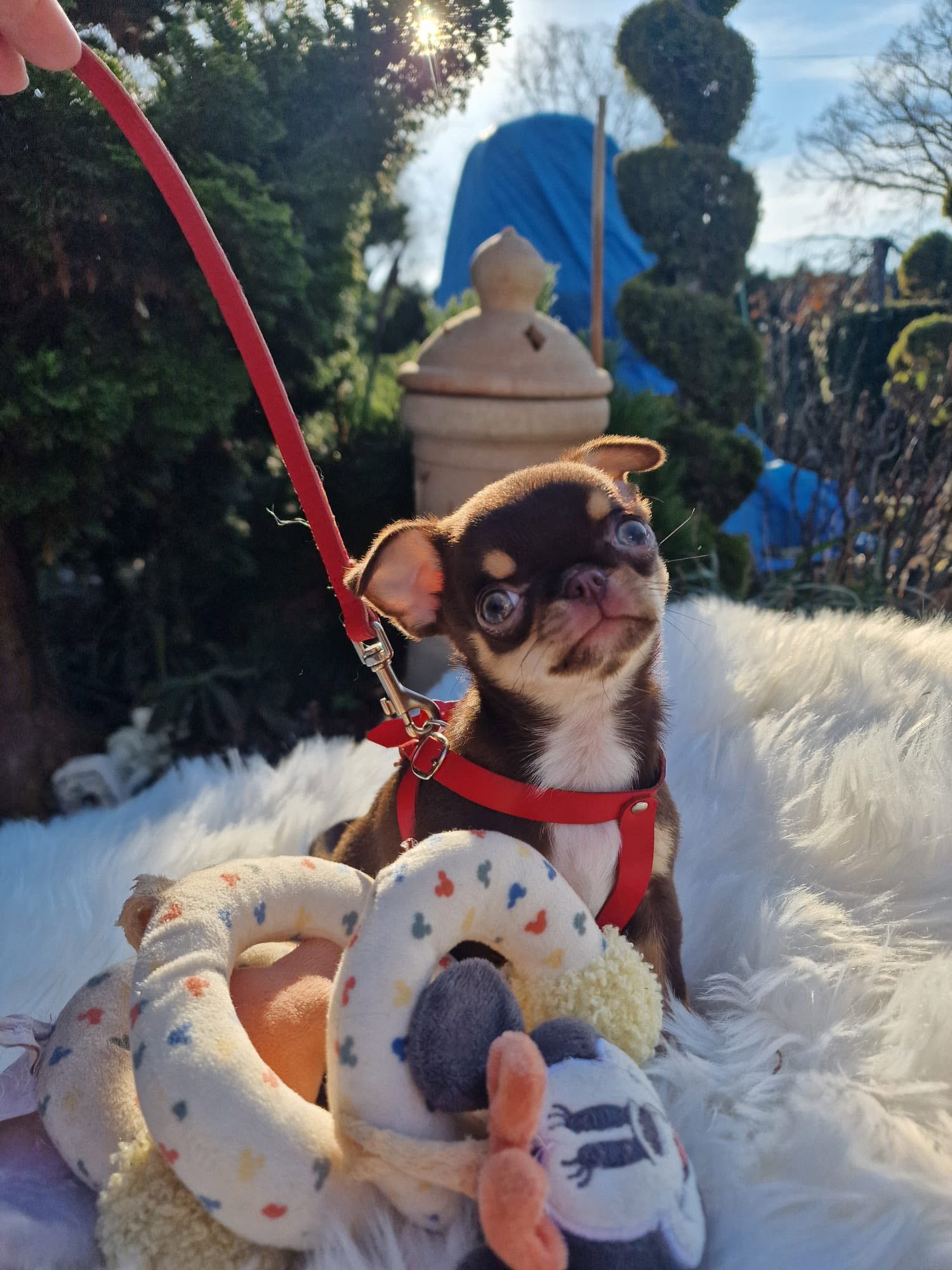 Chihuahua z rodzinnej hodowli Bajeczne Urwisy