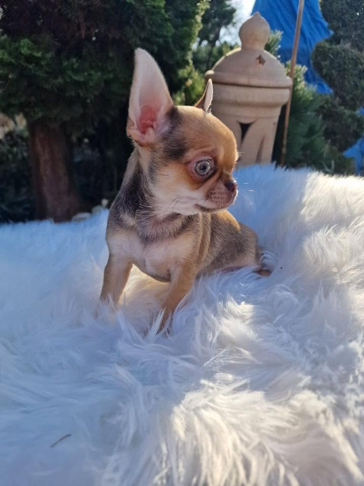 Chihuahua z rodzinnej hodowli Bajeczne Urwisy