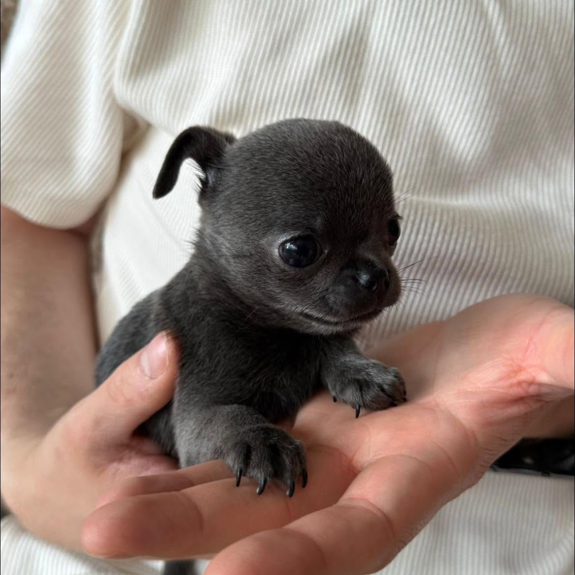 Chihuahua na rękach opiekuna