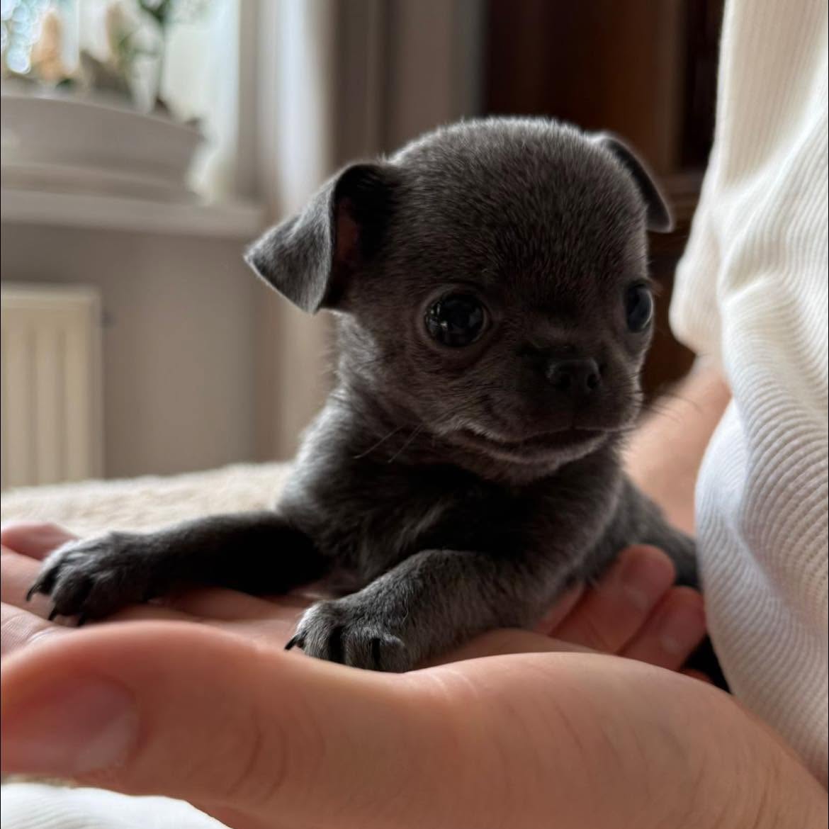 Chihuahua na rękach opiekuna