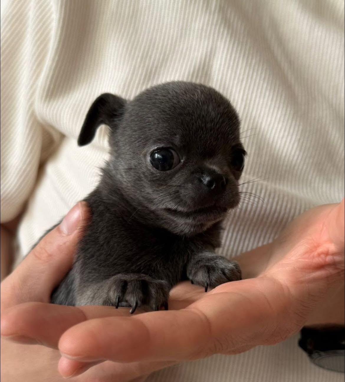 Chihuahua na rękach opiekuna