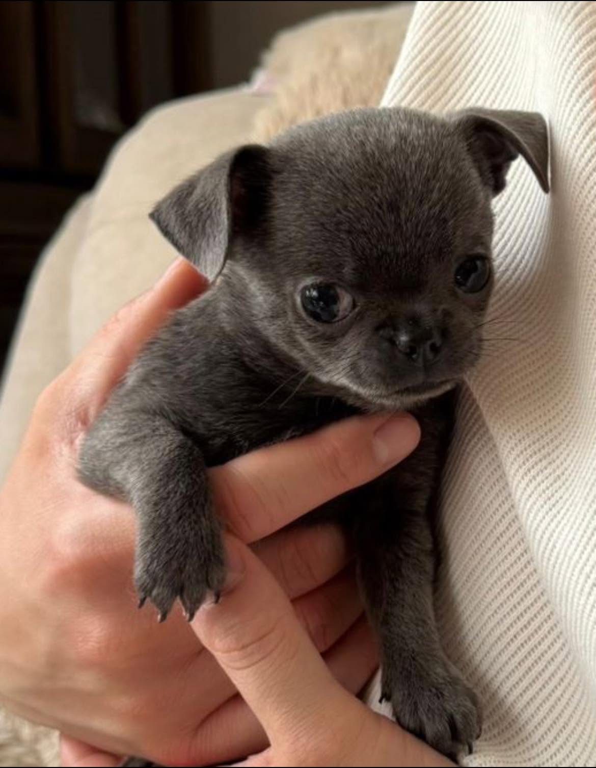 Chihuahua na rękach opiekuna