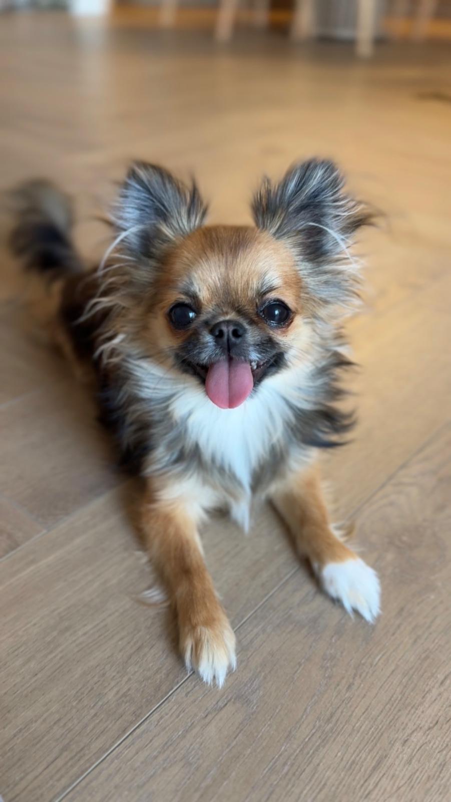 Długowłosy Chihuahua z hodowli Bajeczne Urwisy