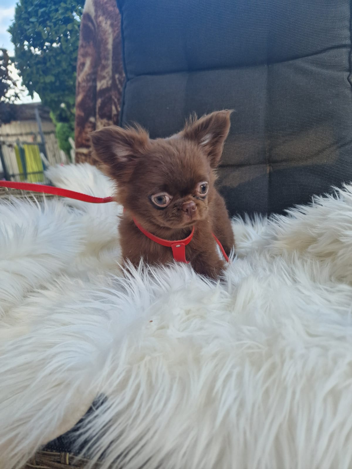 Coddy, czekoladowy piesek Chihuahua długowłosego z hodowli Bajeczne Urwisy