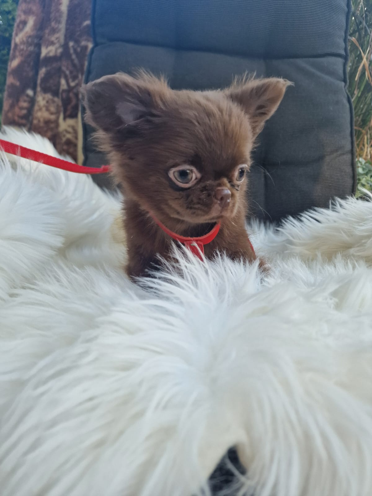 Coddy, czekoladowy piesek Chihuahua długowłosego z hodowli Bajeczne Urwisy