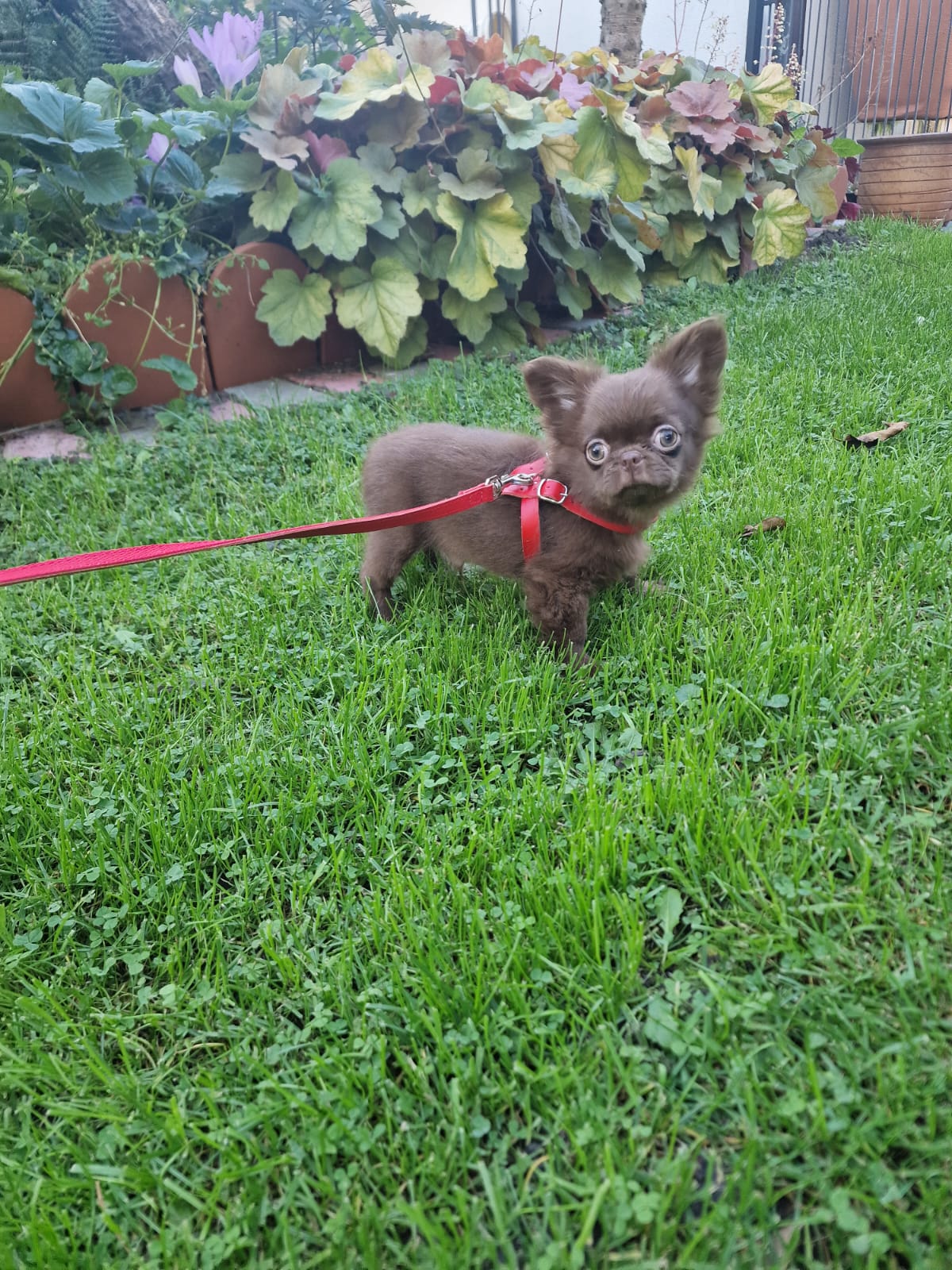 Coddy, czekoladowy piesek Chihuahua długowłosego z hodowli Bajeczne Urwisy