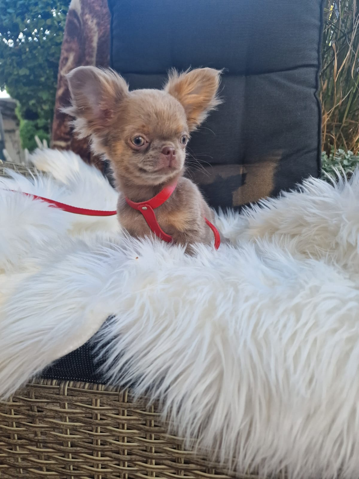 Czaruś, liliowy piesek Chihuahua długowłosego z hodowli Bajeczne Urwisy