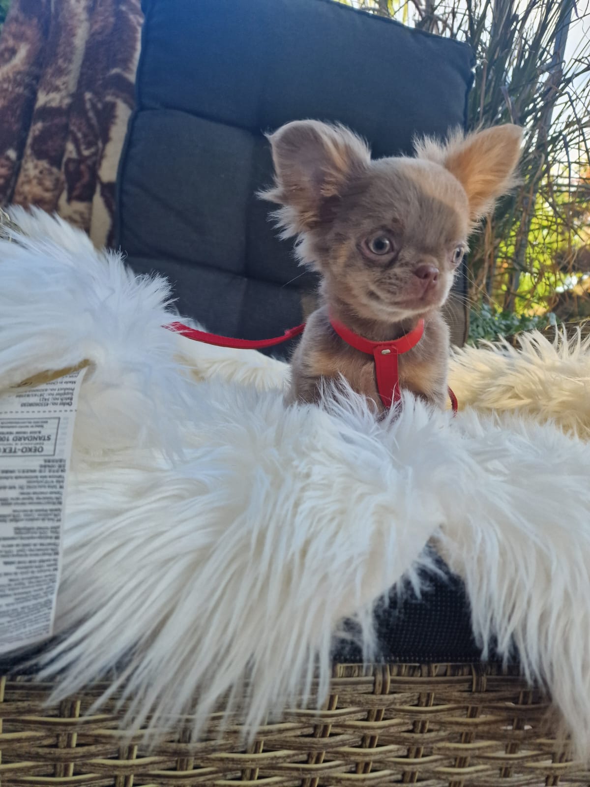 Czaruś, liliowy piesek Chihuahua długowłosego z hodowli Bajeczne Urwisy