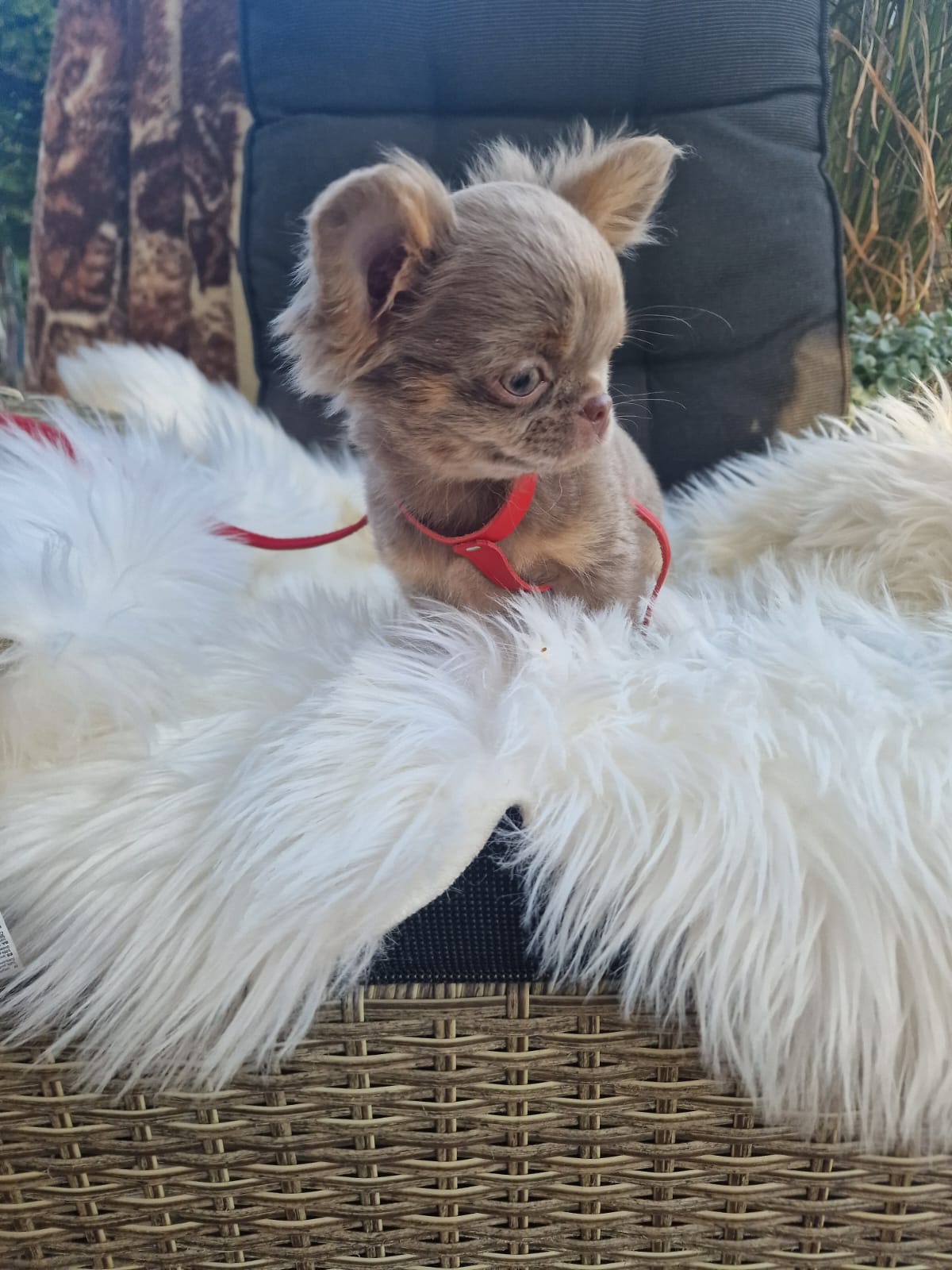 Czaruś, liliowy piesek Chihuahua długowłosego z hodowli Bajeczne Urwisy