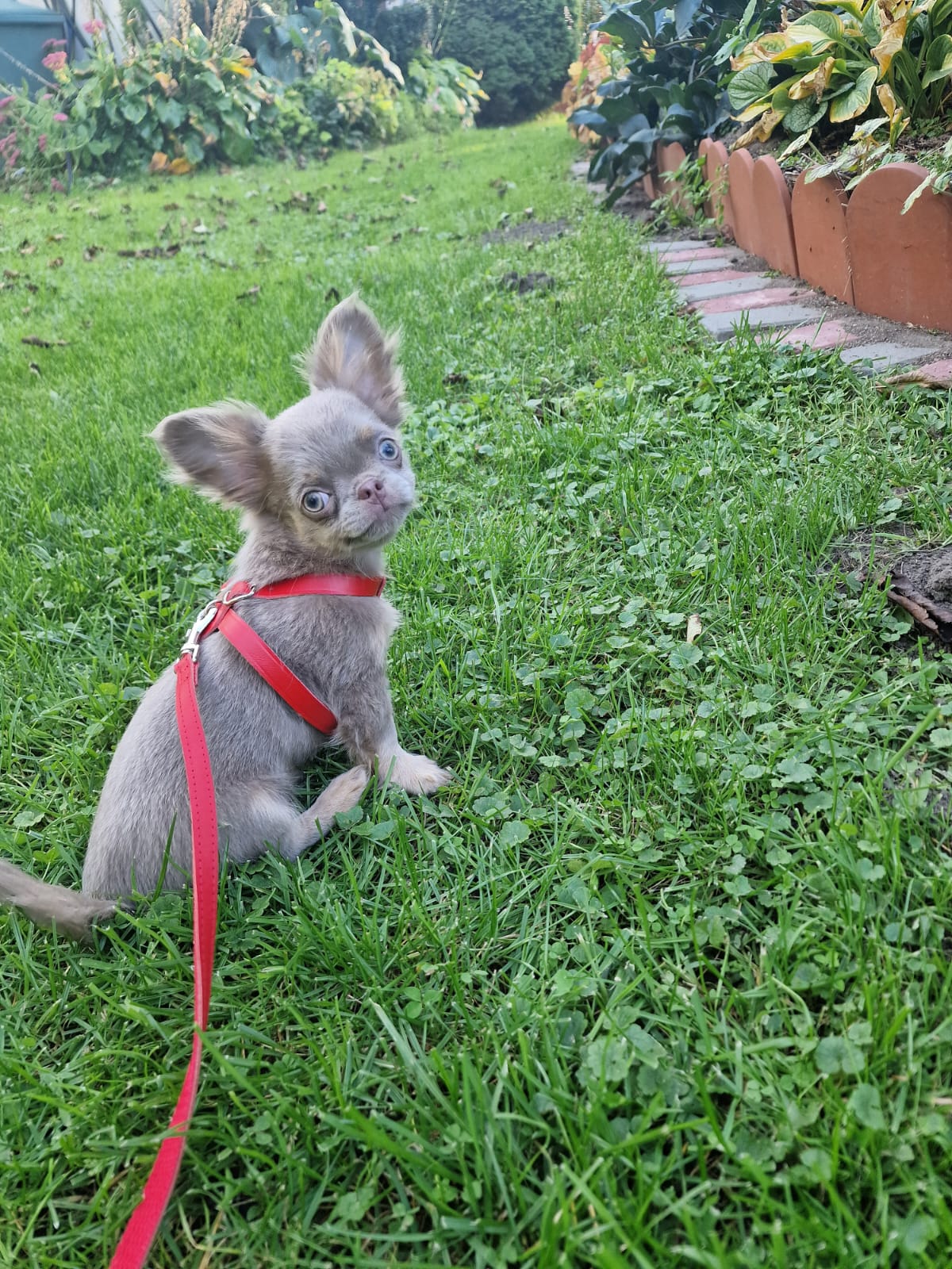 Czaruś, liliowy piesek Chihuahua długowłosego z hodowli Bajeczne Urwisy