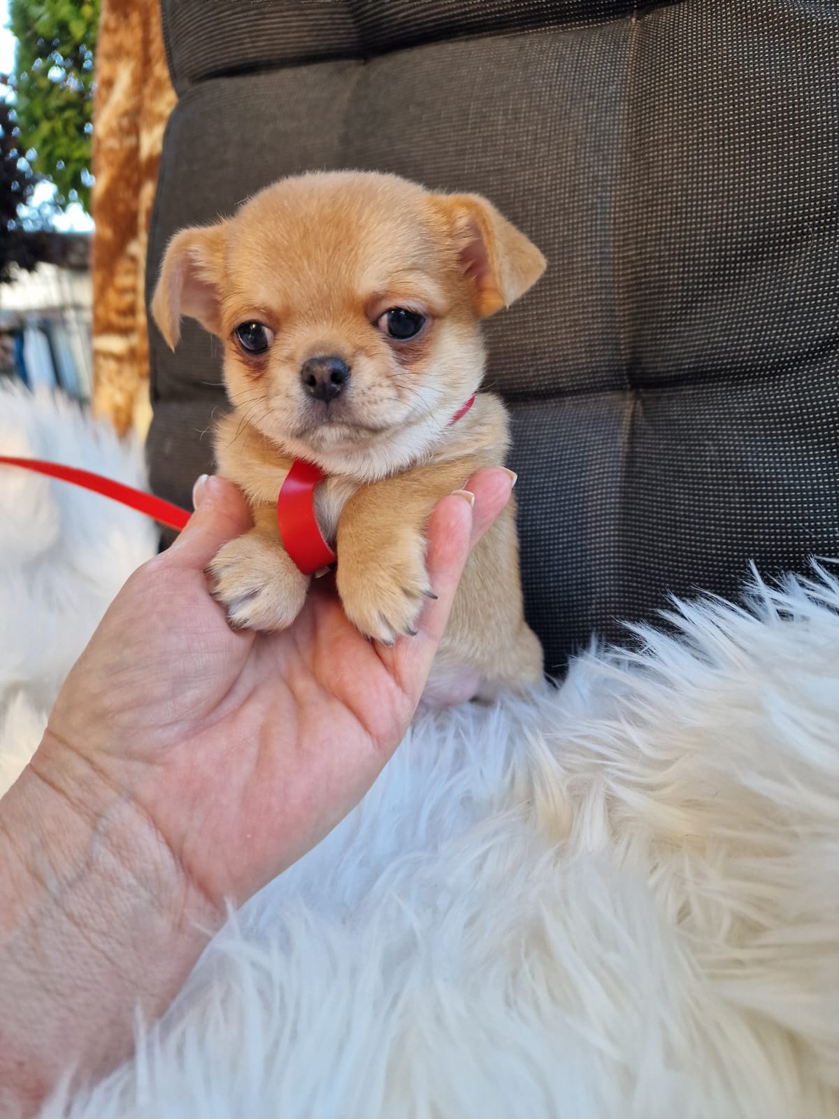 Haczi, beżowy piesek Chihuahua krótkowłosego z hodowli Bajeczne Urwisy