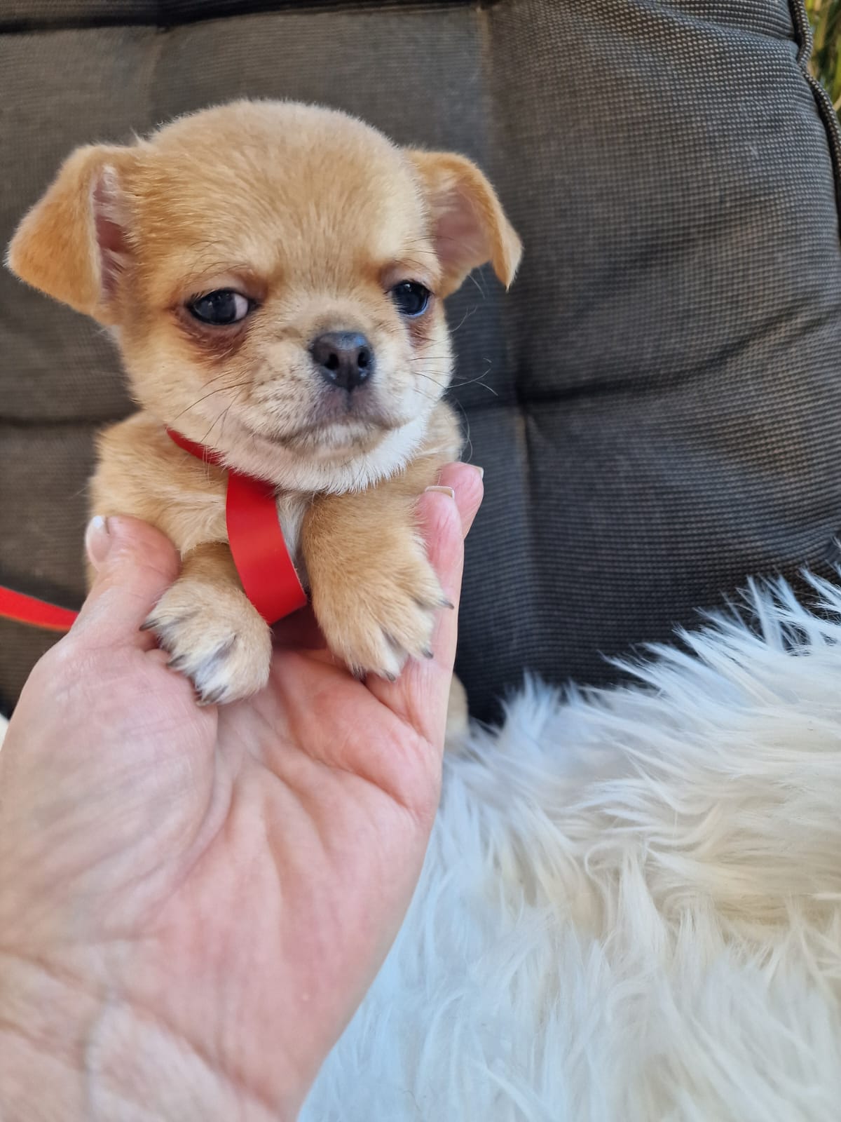 Haczi, beżowy piesek Chihuahua krótkowłosego z hodowli Bajeczne Urwisy
