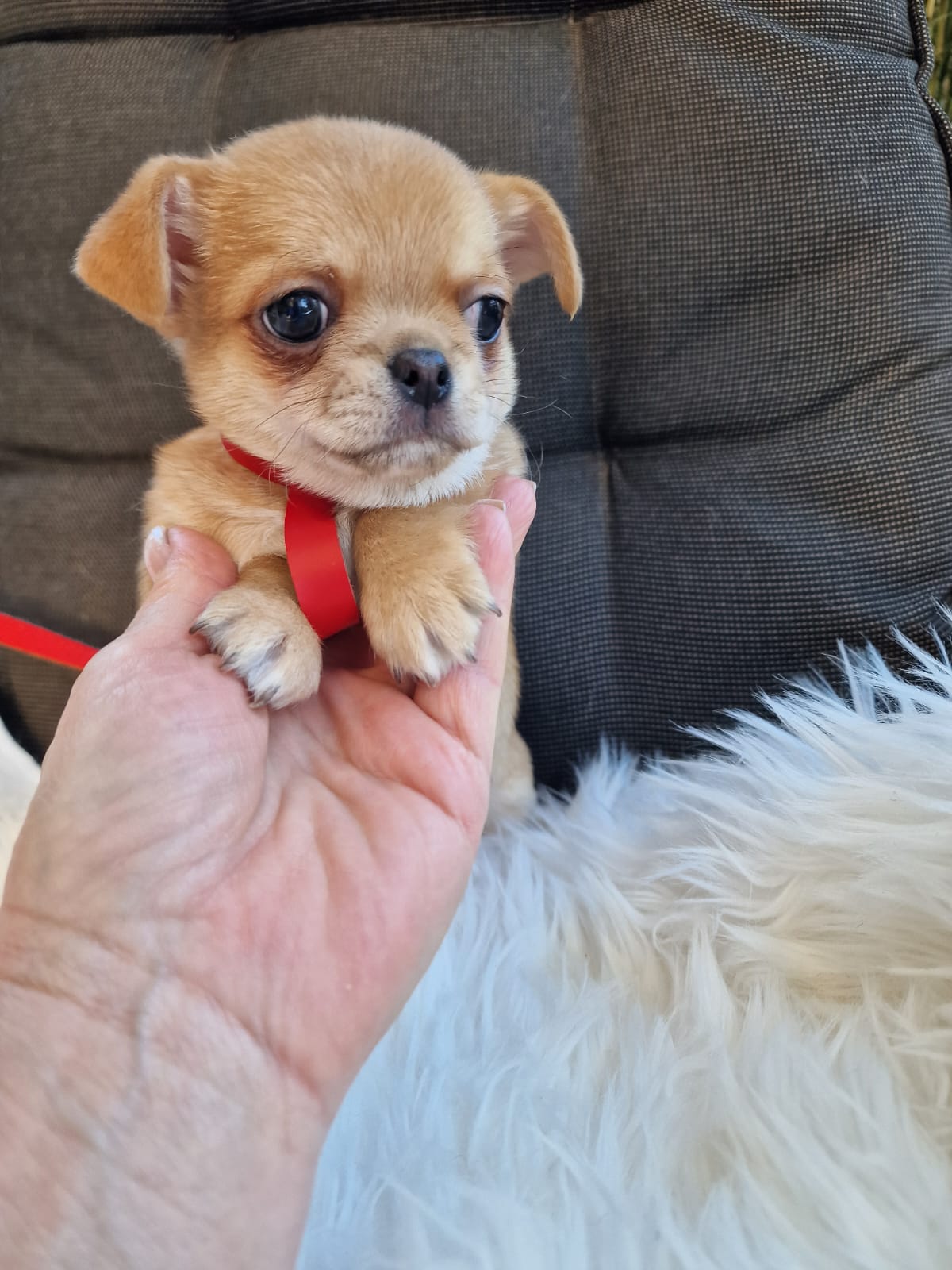 Haczi, beżowy piesek Chihuahua krótkowłosego z hodowli Bajeczne Urwisy