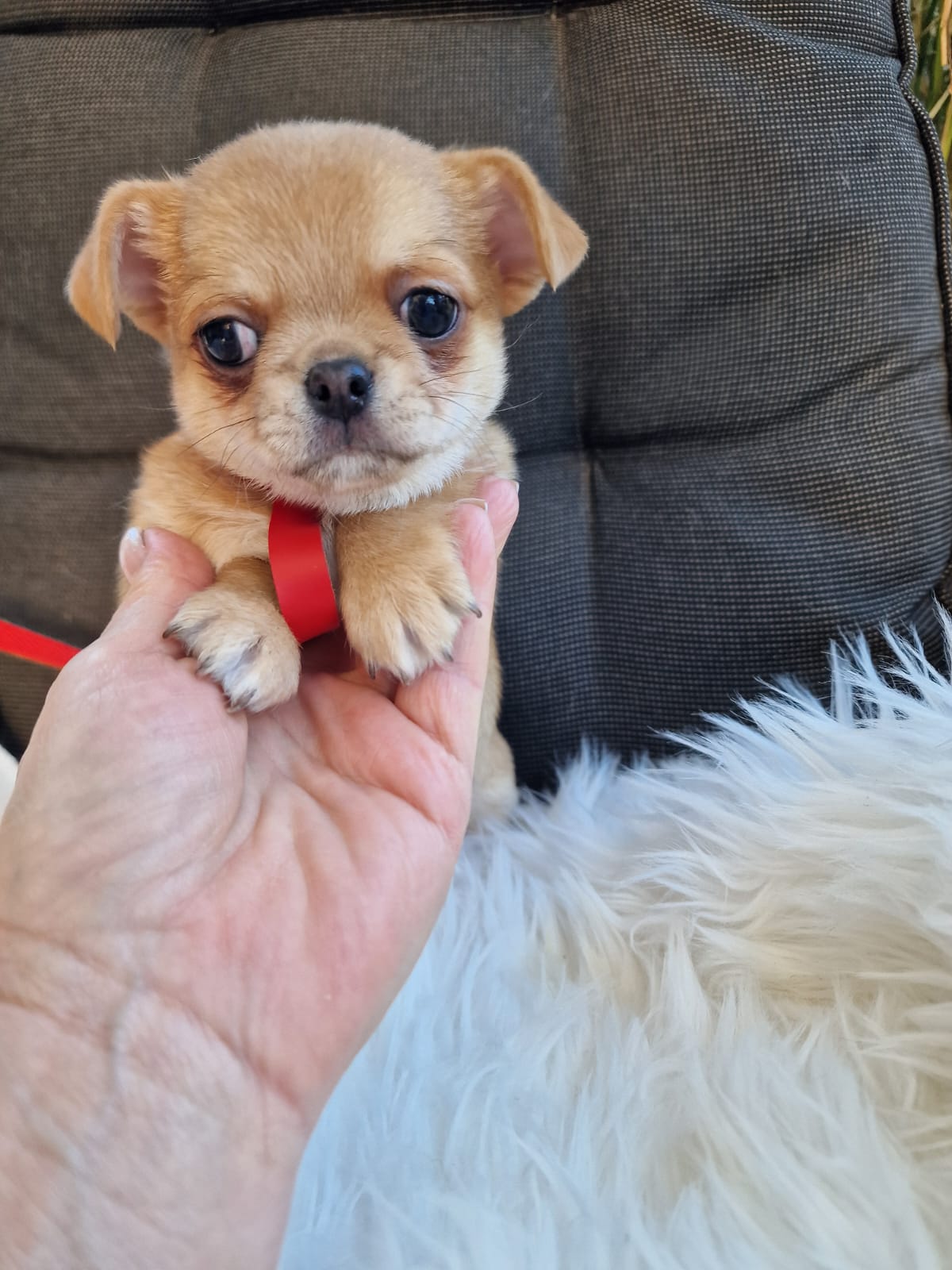 Haczi, beżowy piesek Chihuahua krótkowłosego z hodowli Bajeczne Urwisy